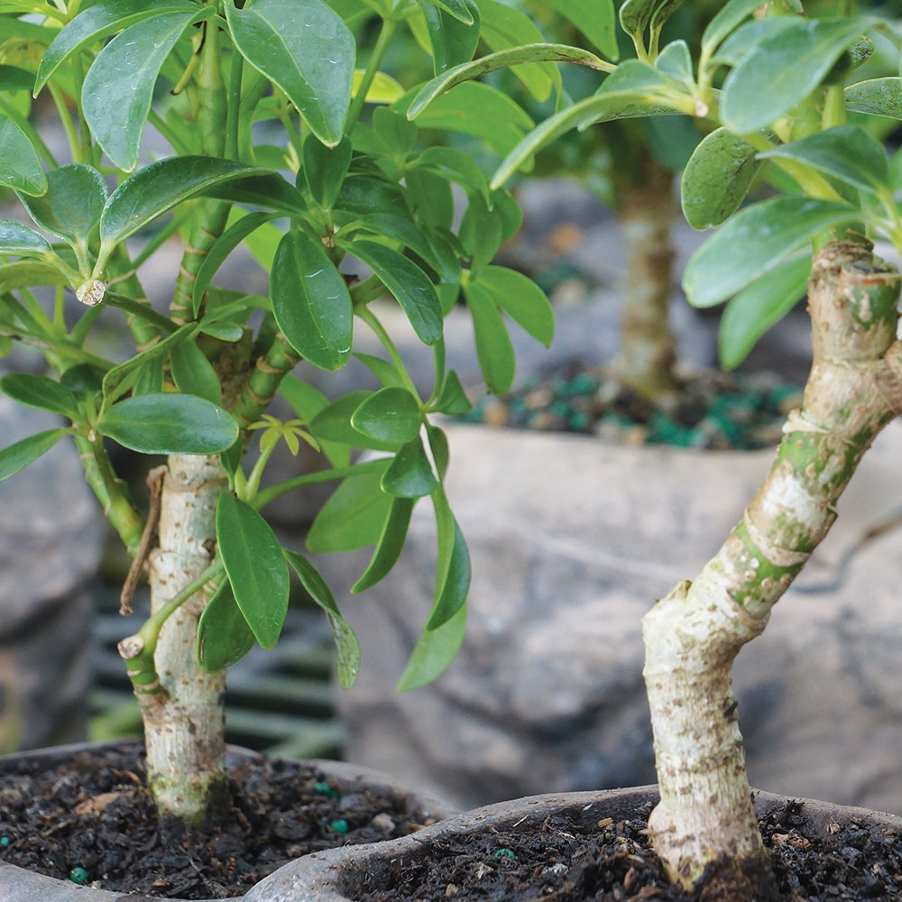 Brussel's Bonsai DT8002ARBR trees - View #5