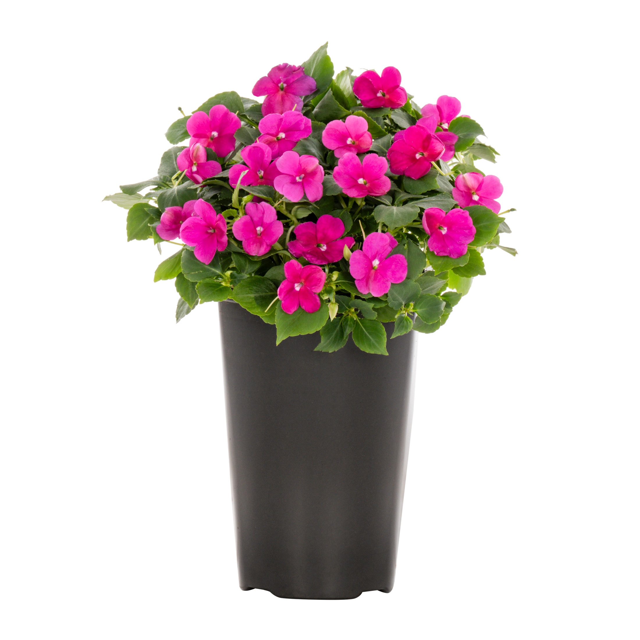 2 Quart(s) Purple Impatiens 1 -Pack - Low Maintenance