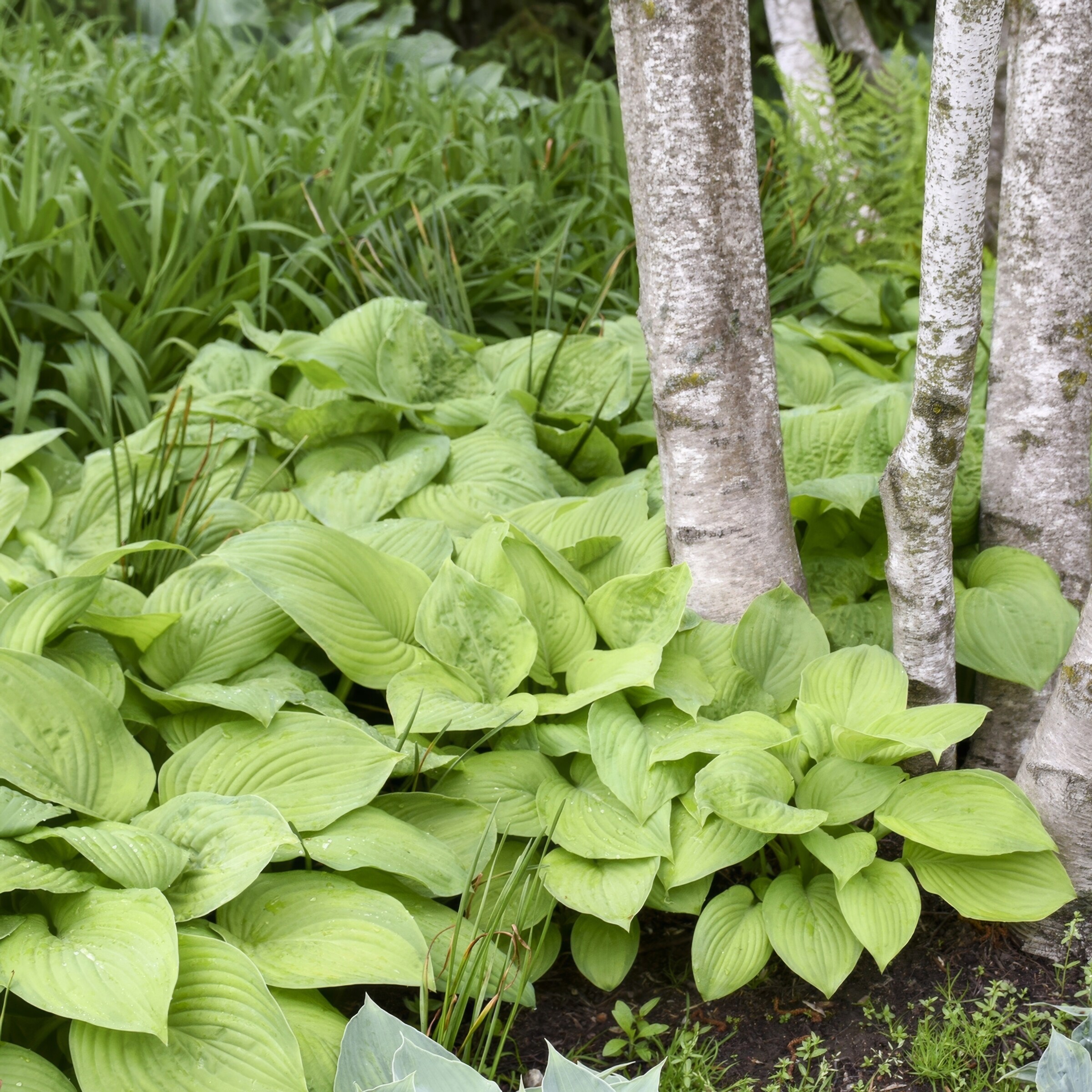 National Plant Network LW1548 perennials - View #4