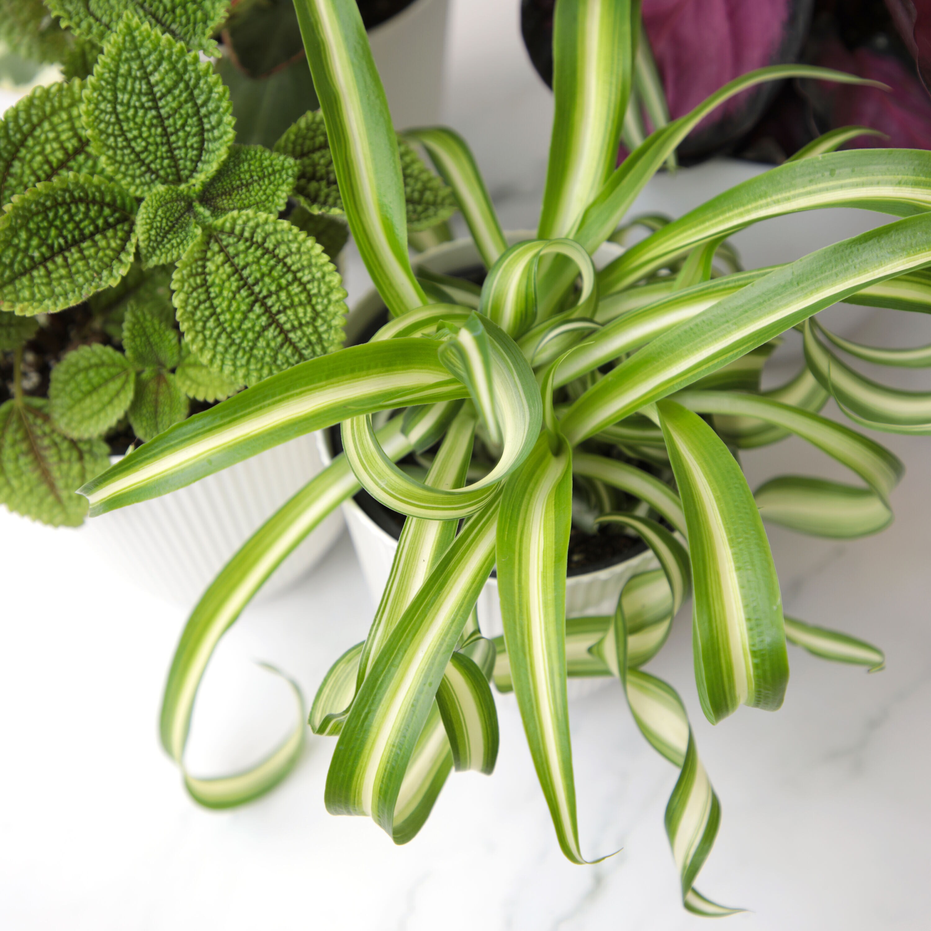 Altman Plants 0873469 hseplants - View #11