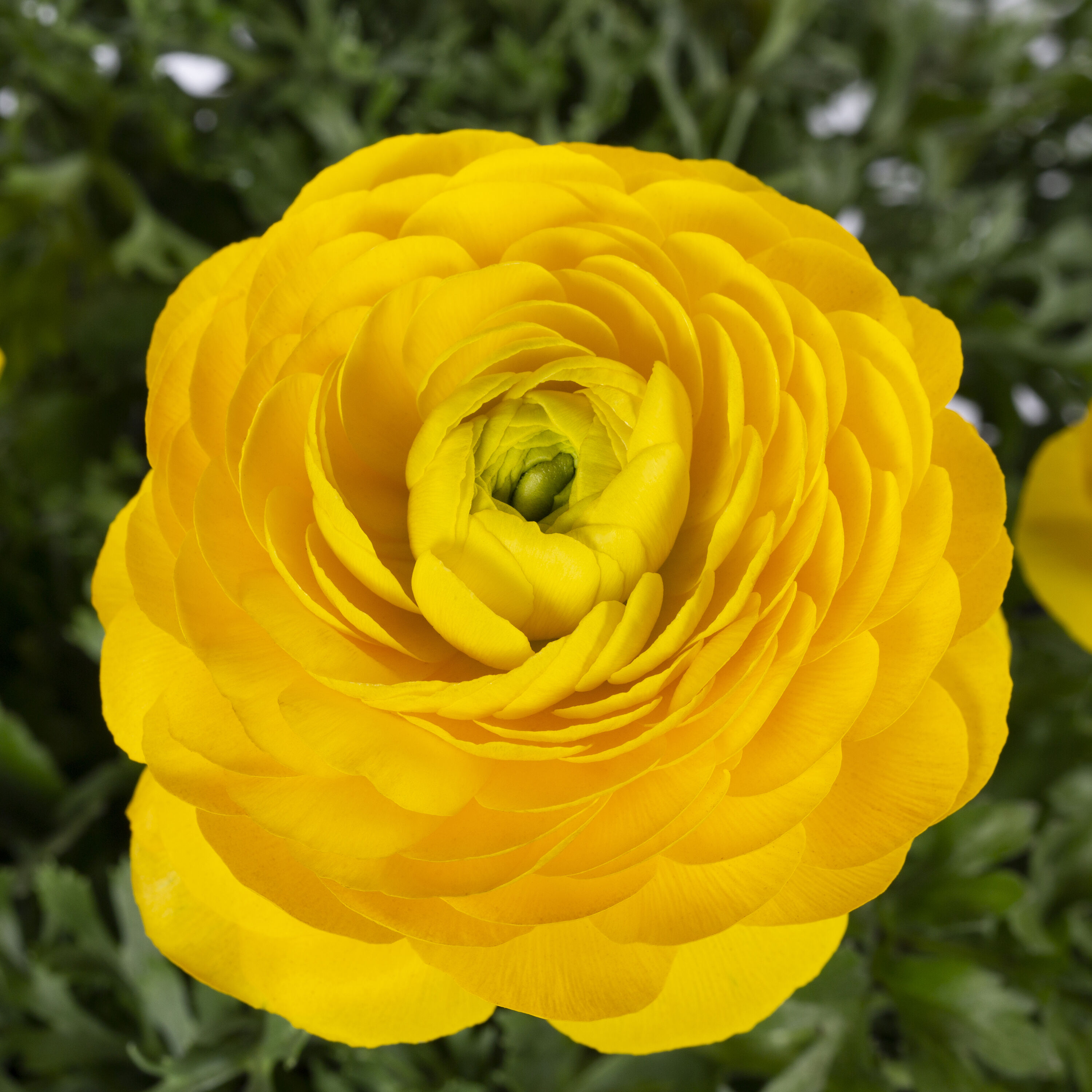 Lowe's 374801 annuals - View #3