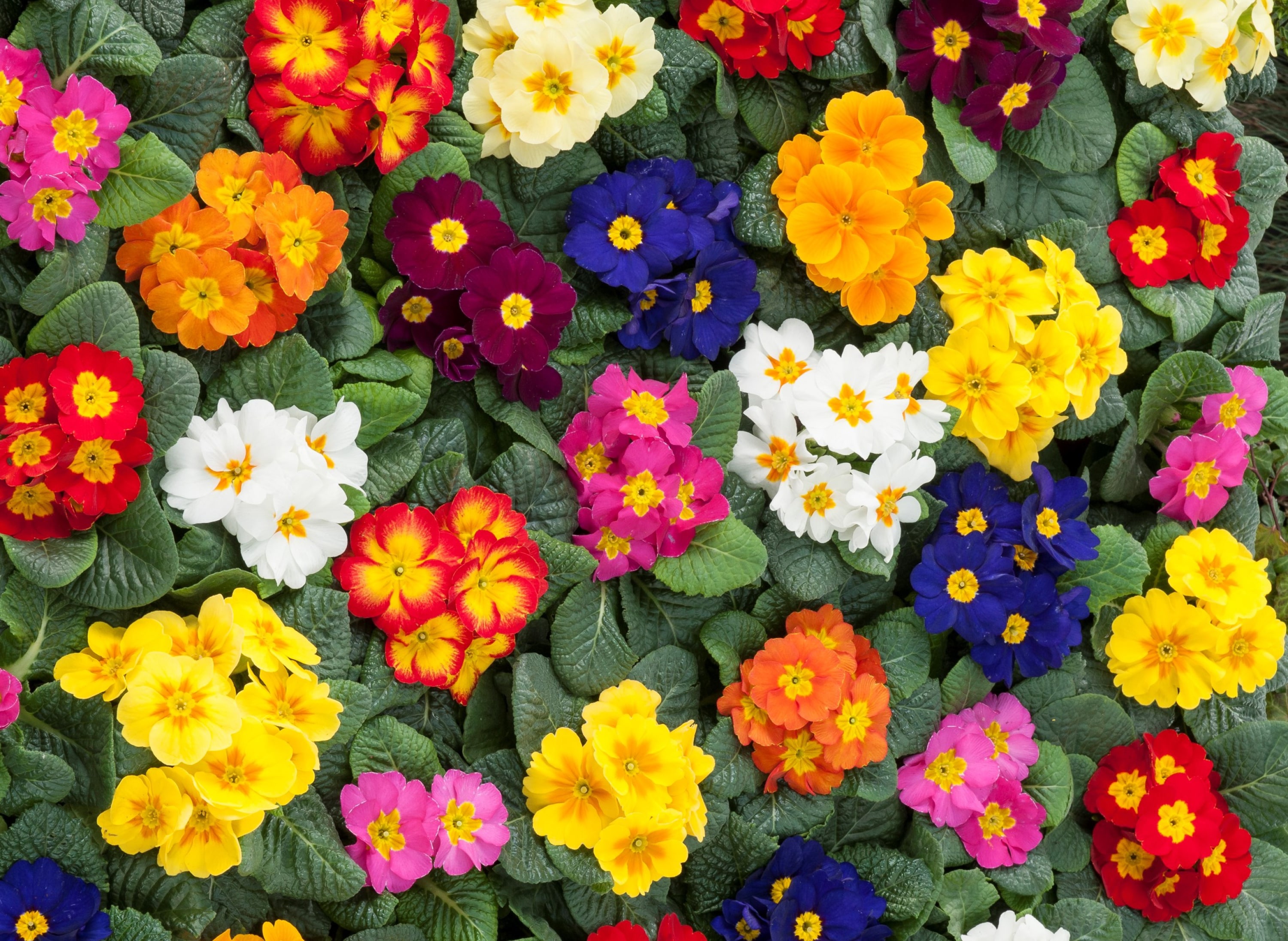  1849 annuals - View #2