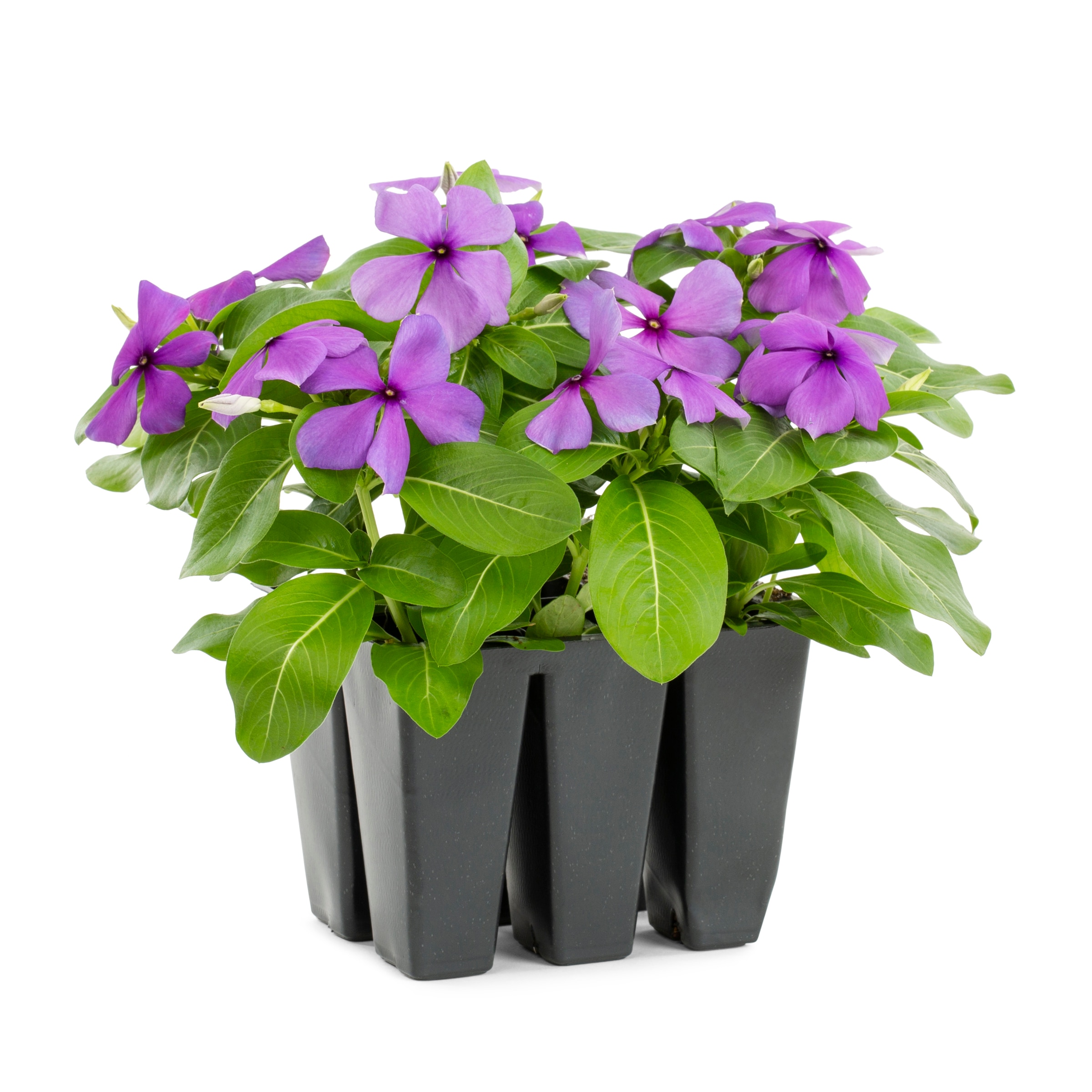 Lowe's NURSERY Multicolor Cora Vinca in 6-Pack Tray