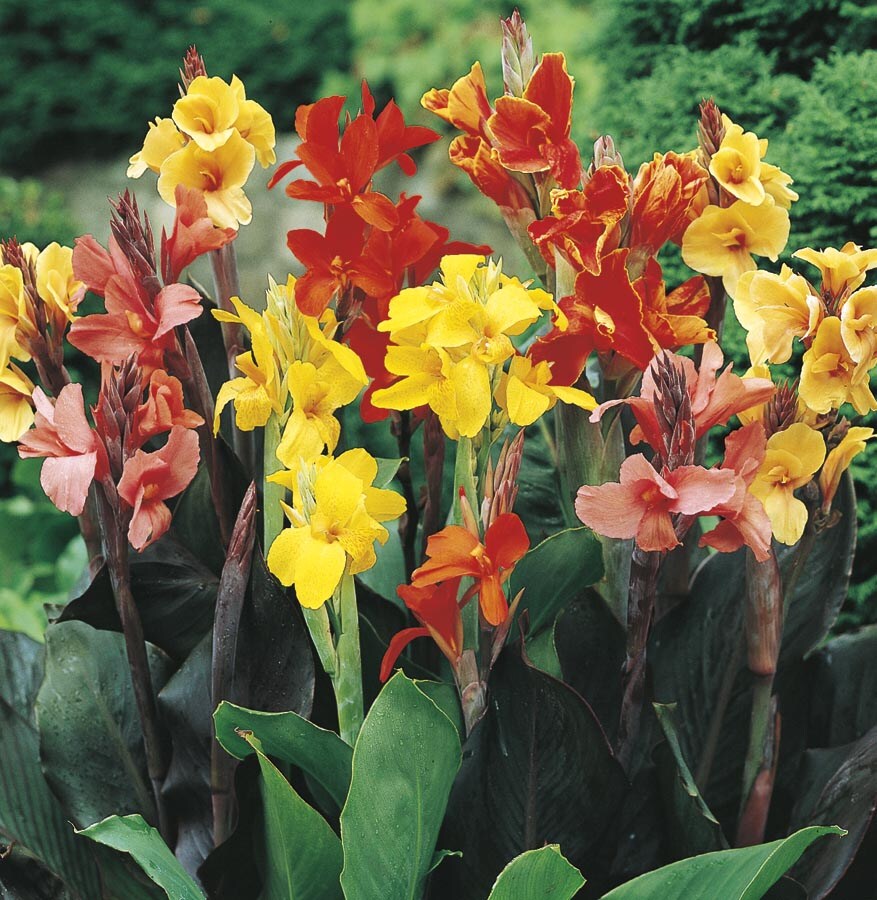 Lowe's NURSERY Multicolor Mixed Canna Lily Plant in -Gallon Planter
