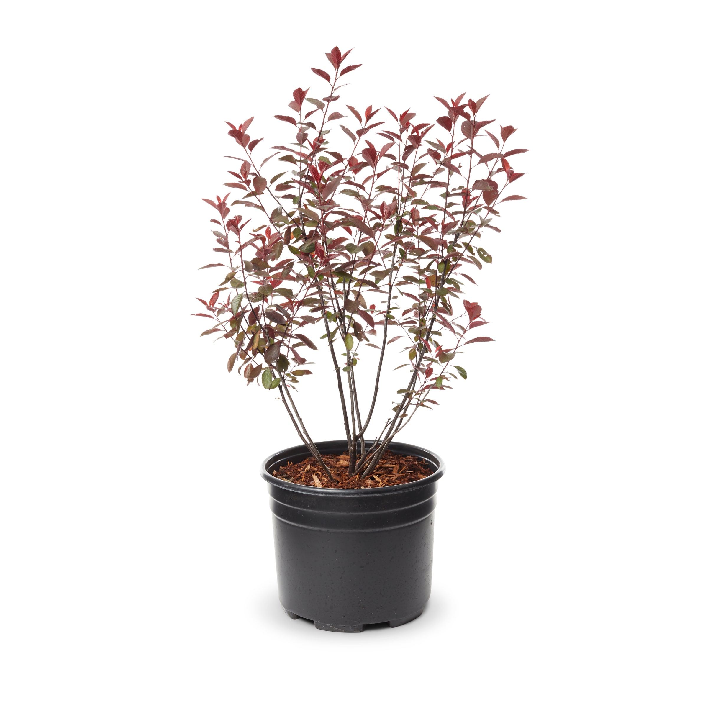 Image of Sand cherry shrub in a pot
