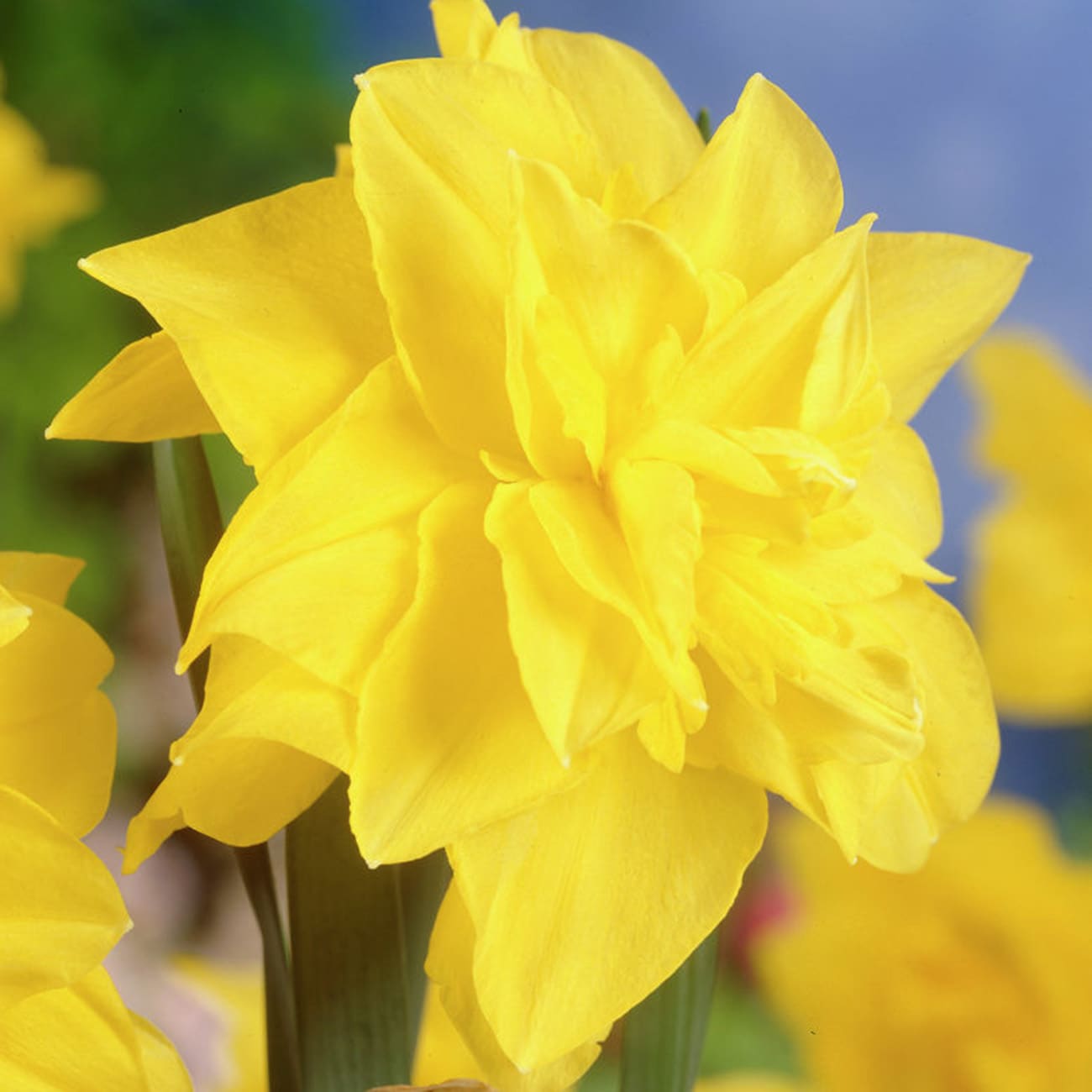 Breck's Yellow King Alfred Daffodil Bulbs Bagged 100-Pack in the Plant  Bulbs department at