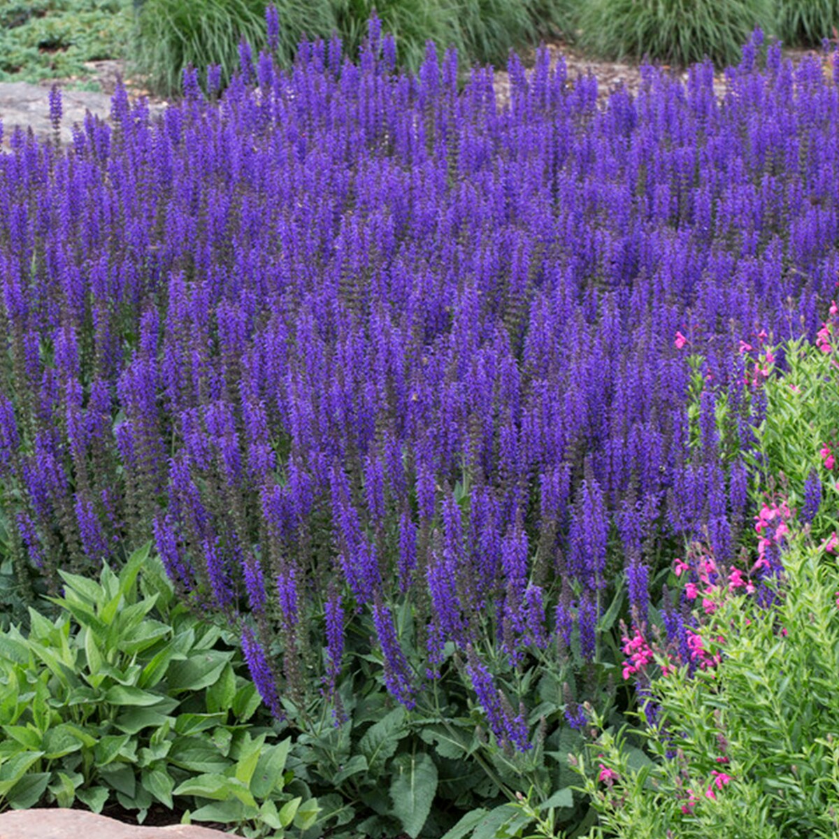 Van Zyverden 83532 Plant-Bulbs - View #4