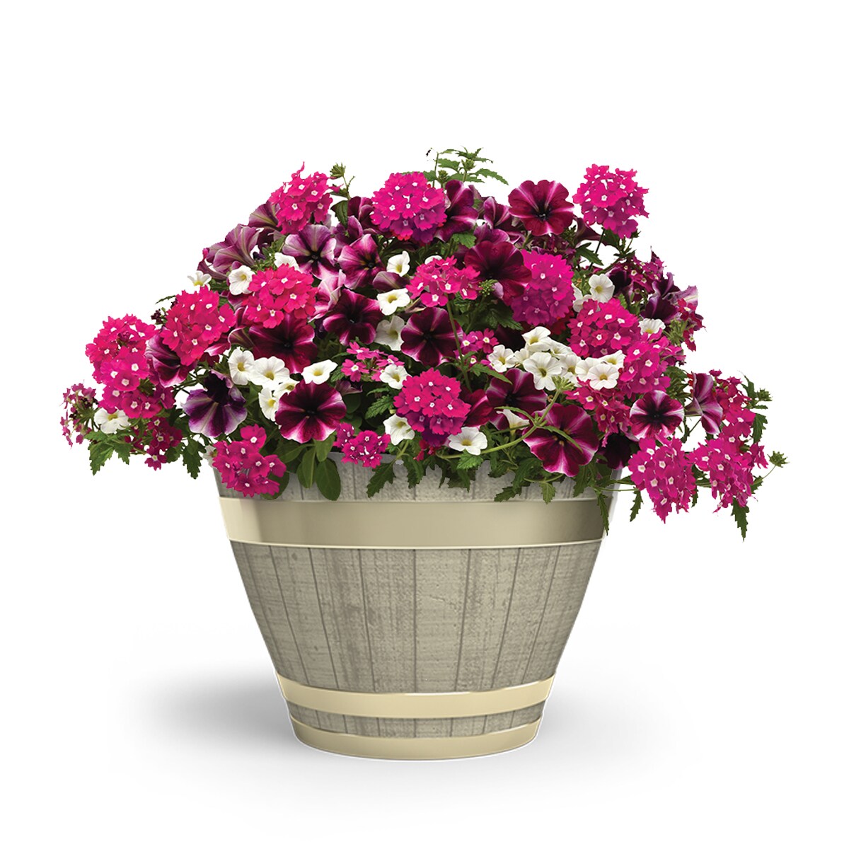 Lowe's NURSERY annuals - View #4