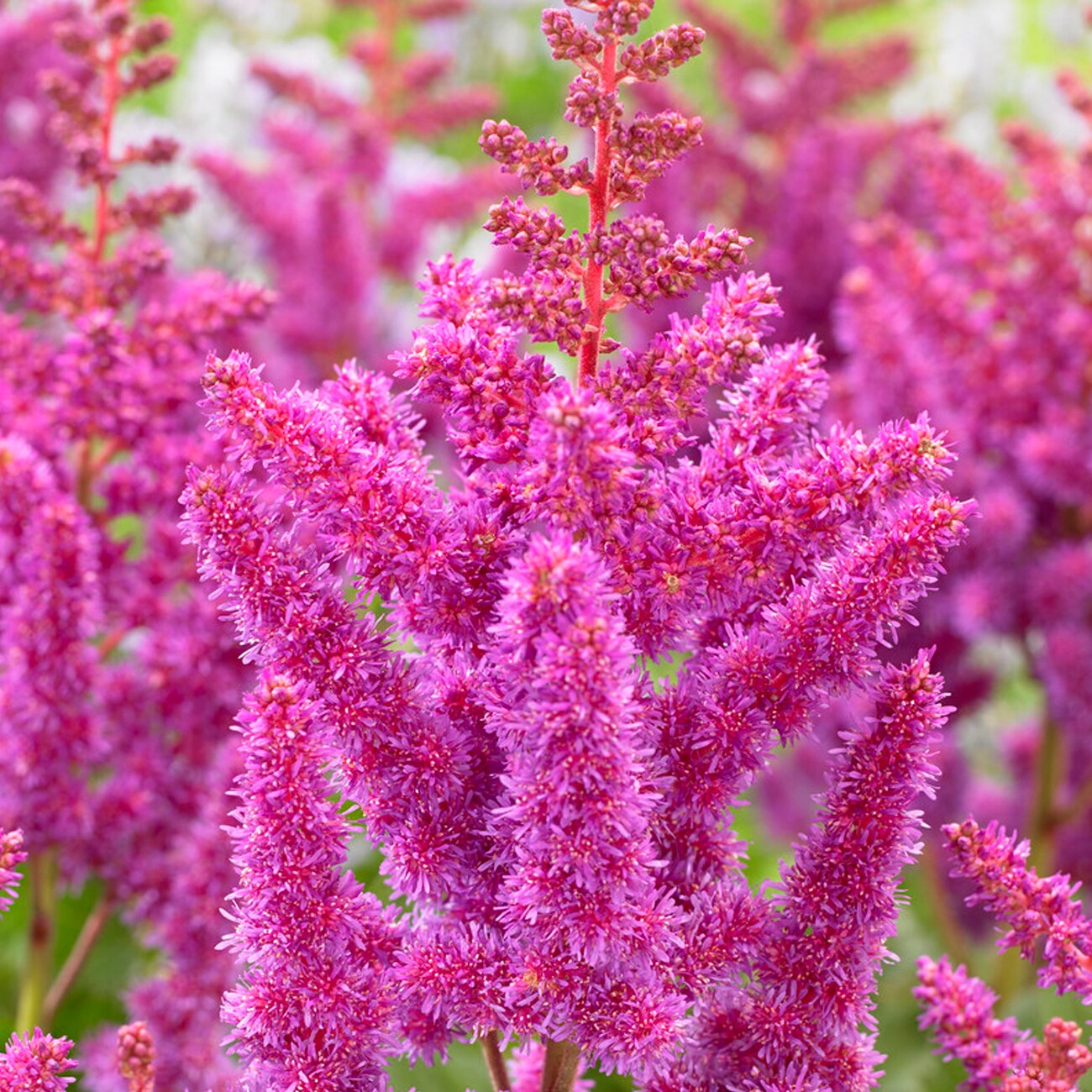 Van Zyverden Purple AstiLBe Visions Bulbs Bagged 3-Count in the Plant ...