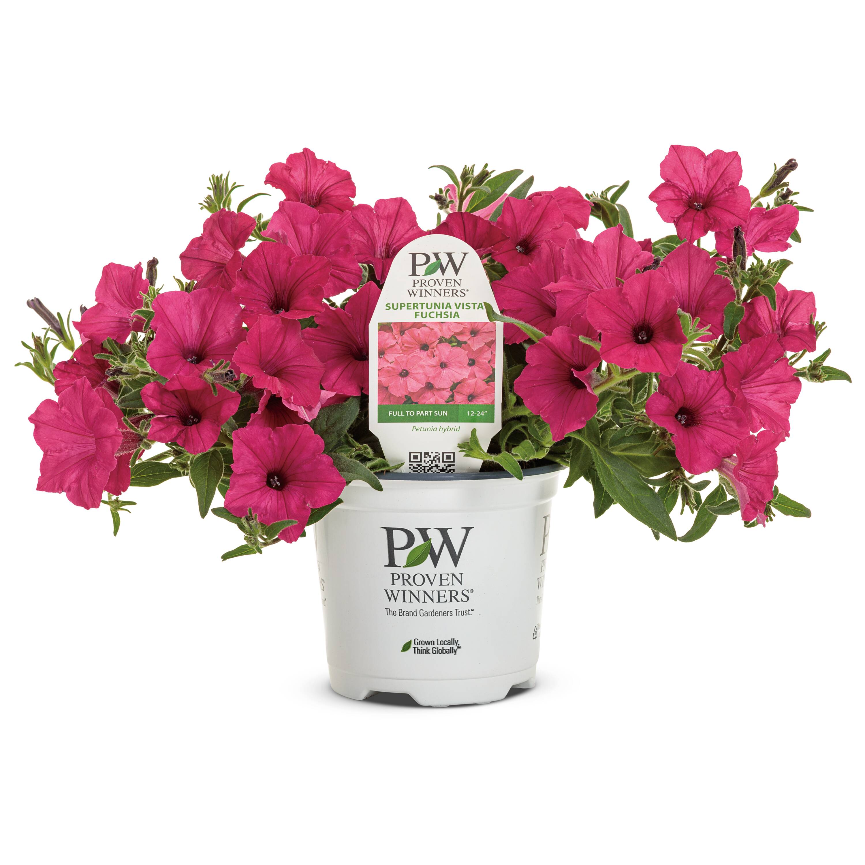 Lowe's 5199166 Pink Petunia in 1.5 Pint Pot 1 -Pack