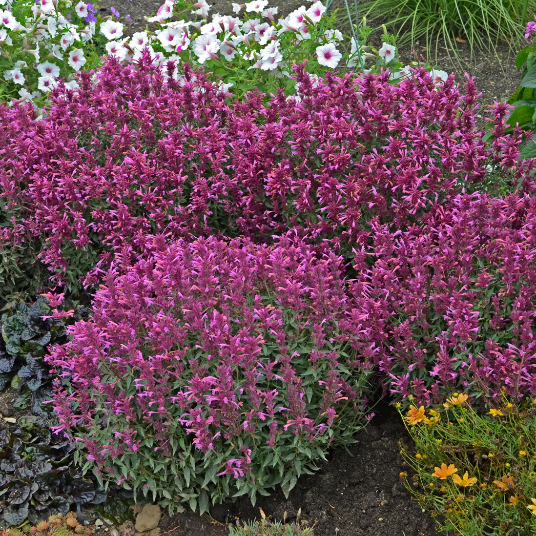 National Plant Network LW1778 perennials - View #2