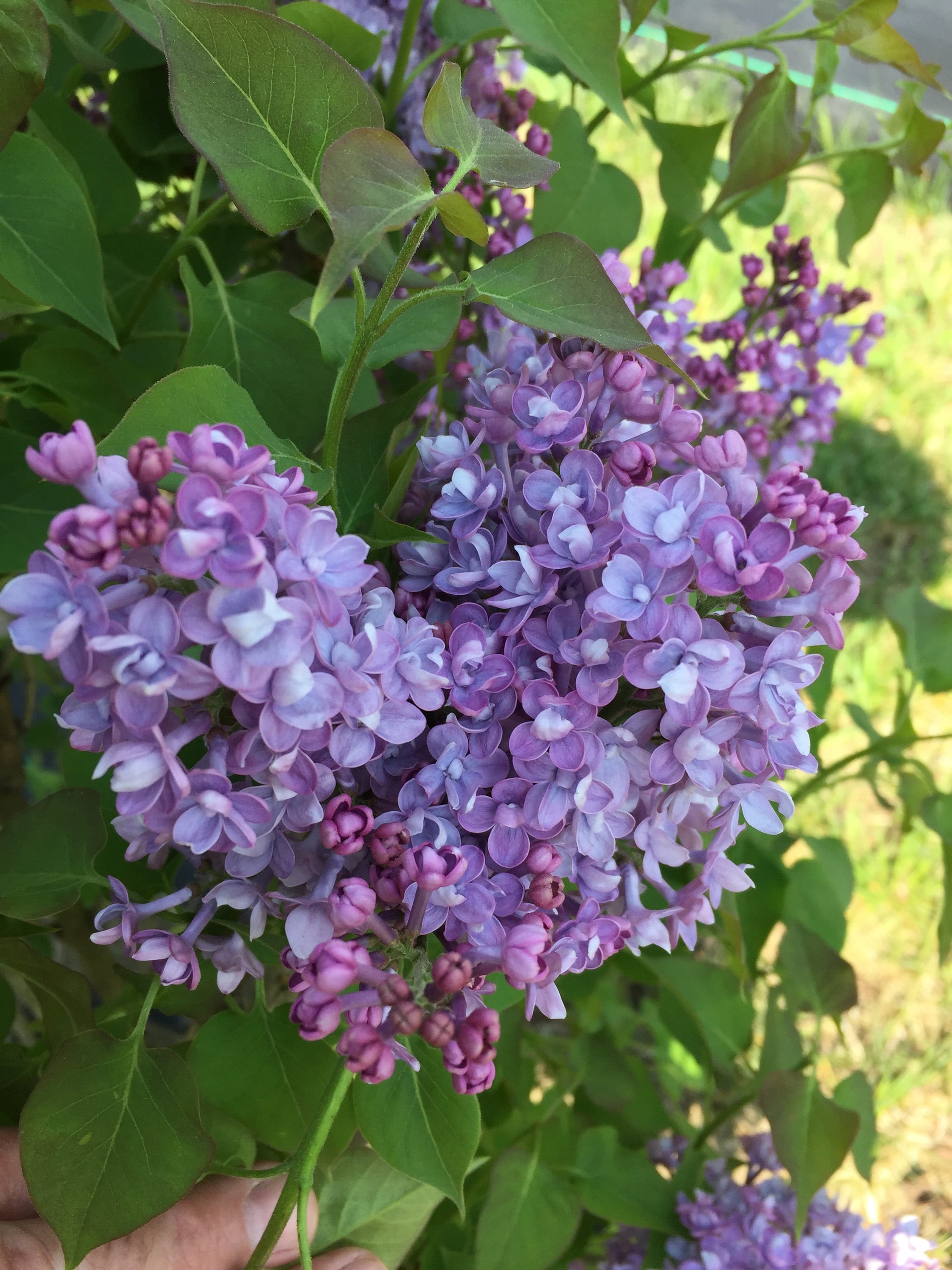 Proven Winners Scentara Double Blue Lilac (Syringa) Flowering Shrub in 1 -Quart Pot 1.0 -Pack with Blue Blooms