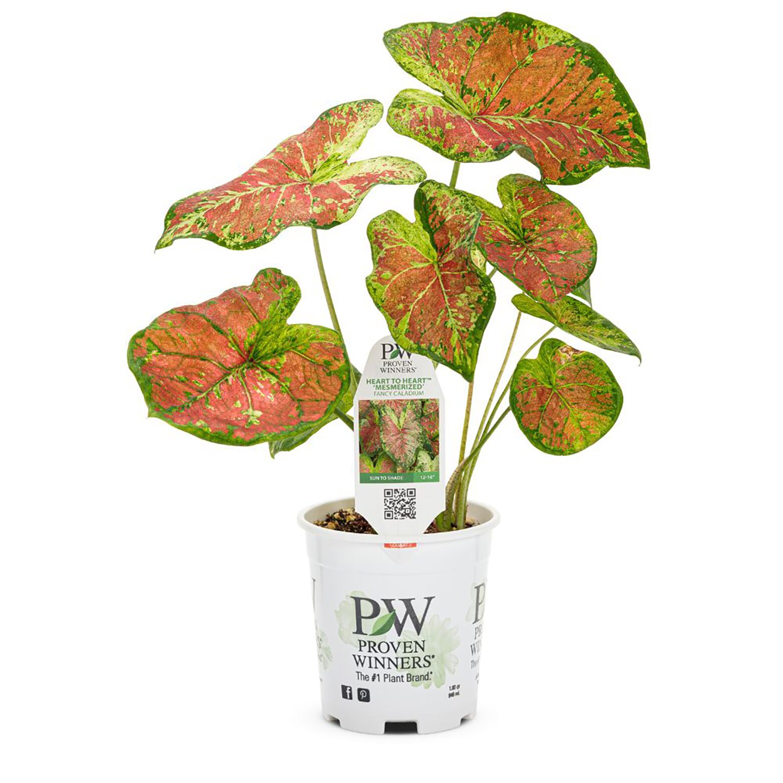 Proven Winners Green Caladium in 4.5-inch Pot - Shade Loving Annual for ...