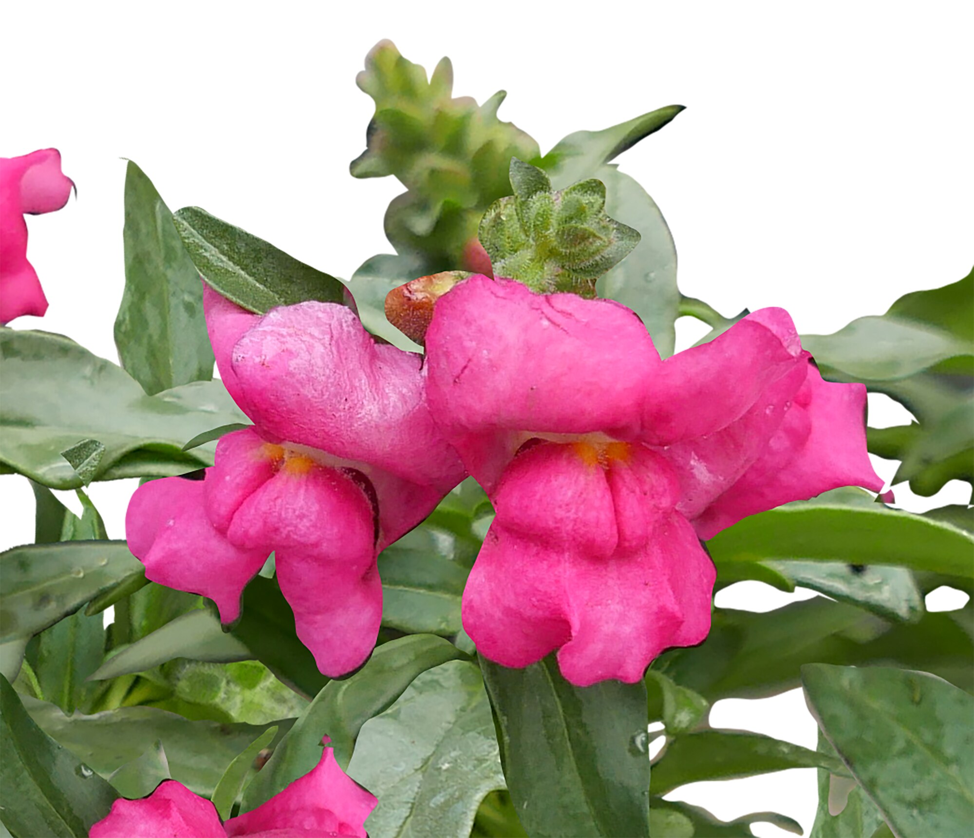  1775 annuals - View #3