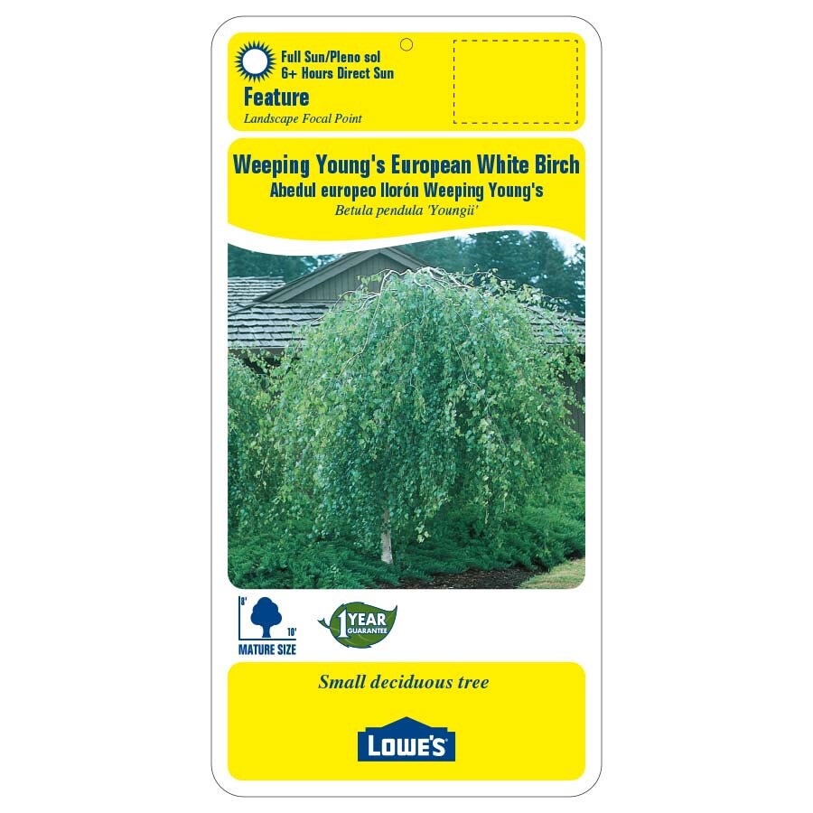 Lowe's 9.16-gallons Feature Weeping Youngs European White Birch In Pot 