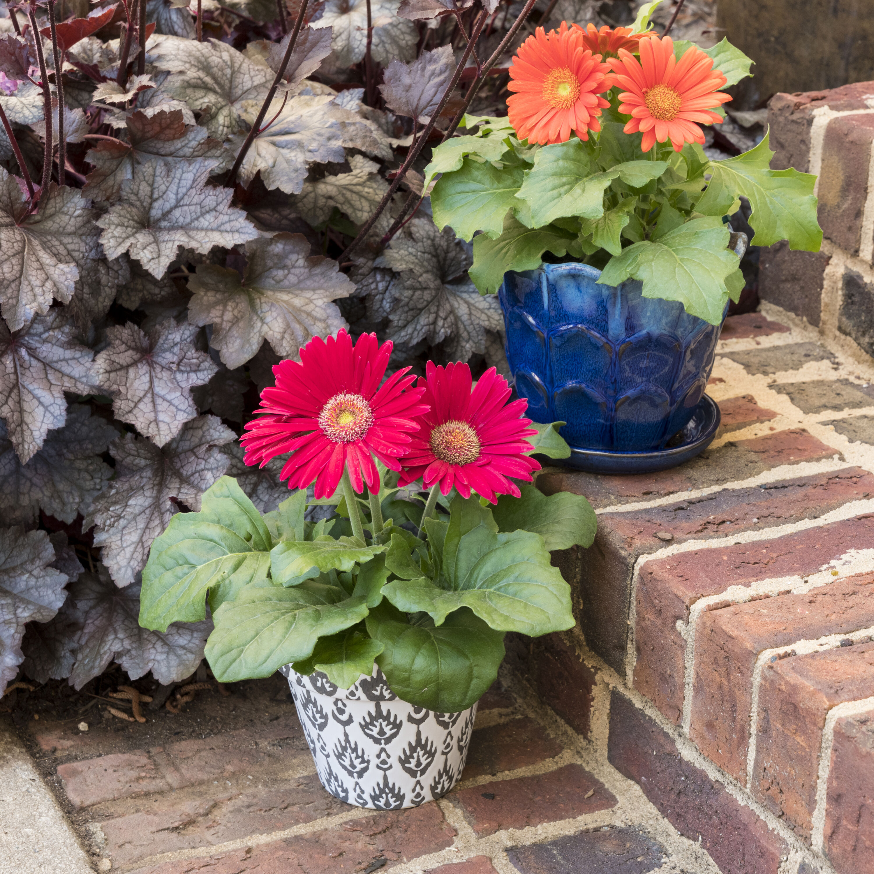 Monrovia 4821 annuals - View #4