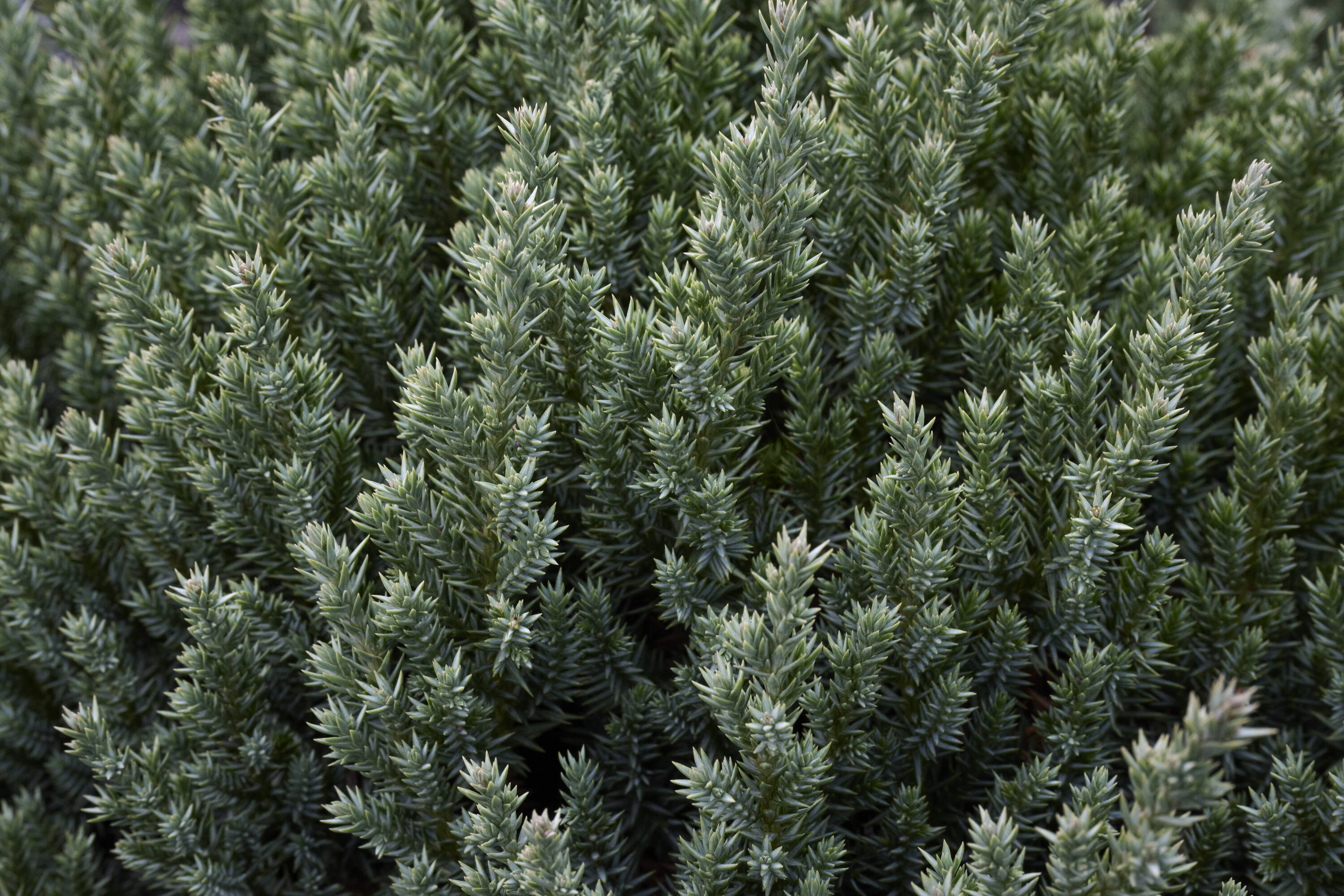 Monrovia 048455OP shrubs - View #3