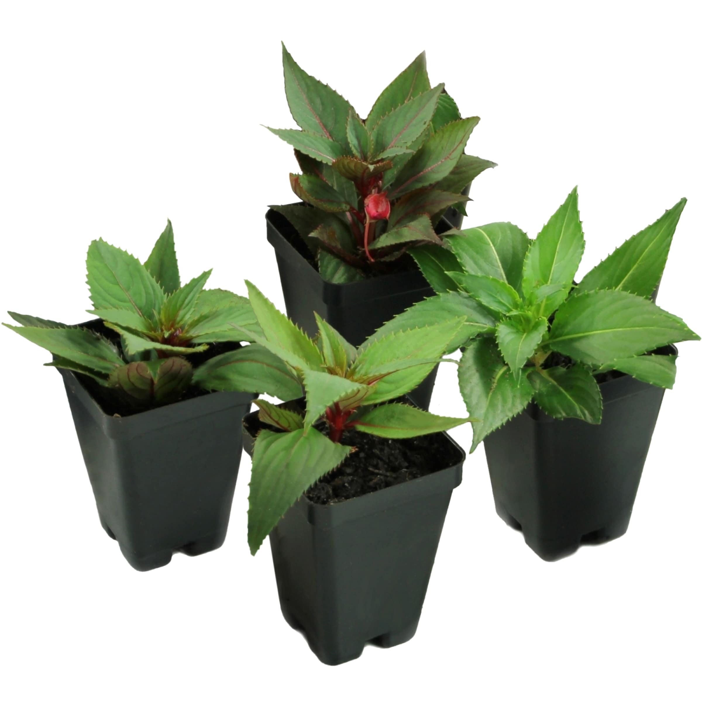 National Plant Network LW1556 Multicolor Sunpatiens Collection in 2.5-in Pot 4-Pack