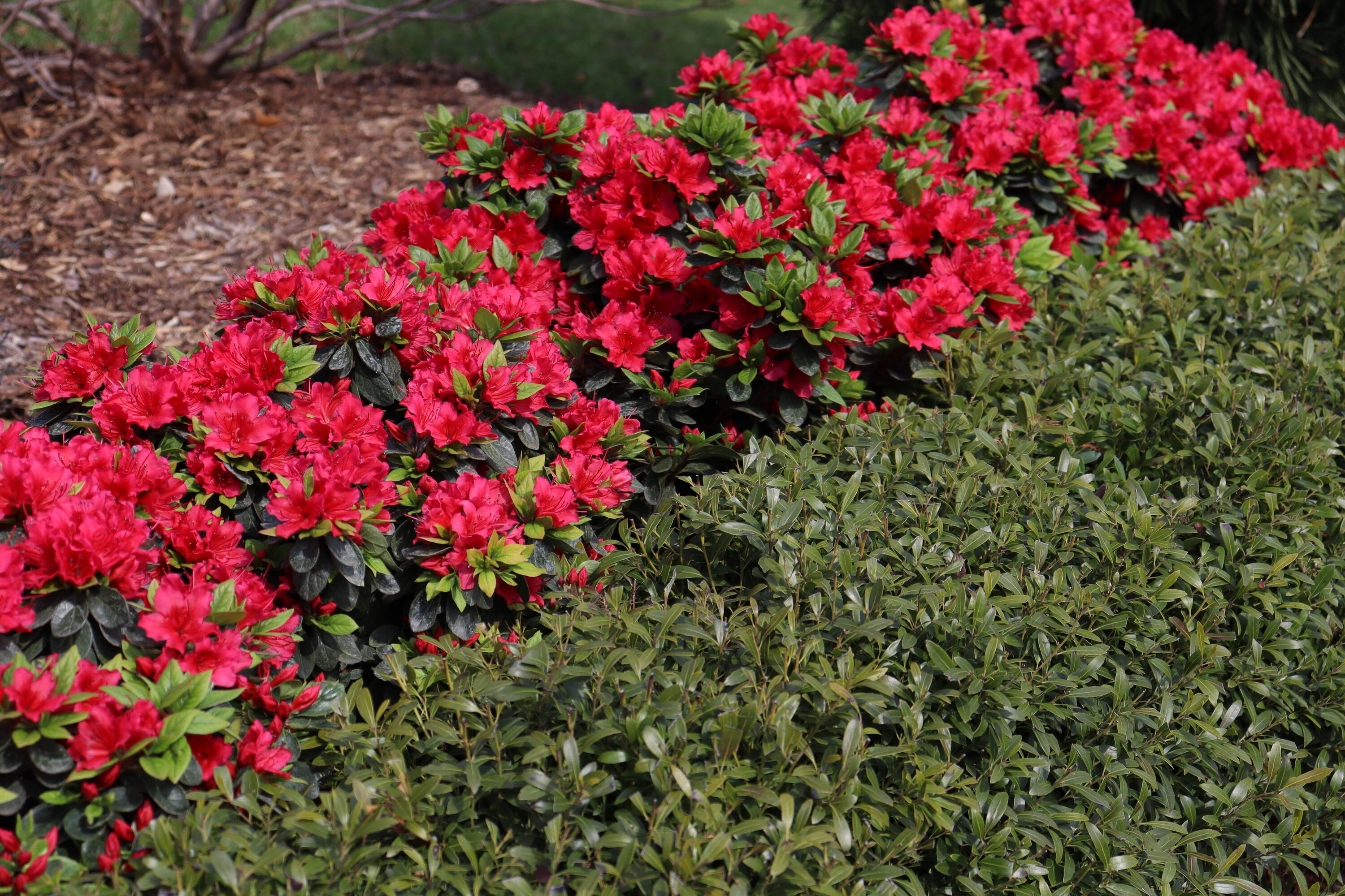 Proven Winners RHOPRC3027800 shrubs - View #2