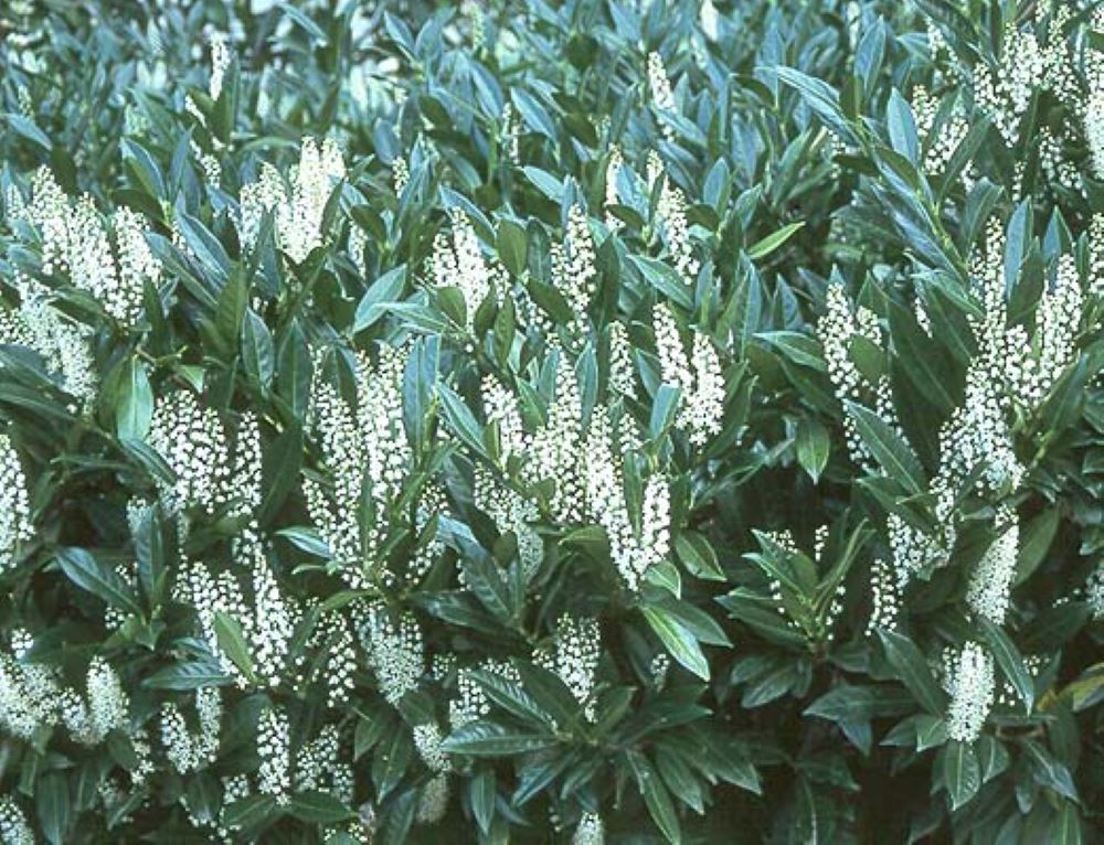  O622003 shrubs - View #2