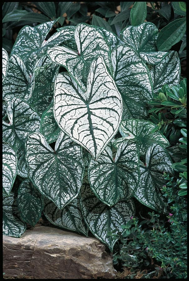 Lowe's NURSERY Multicolor Shades of Innocence Caladium Bulbs 10 Count