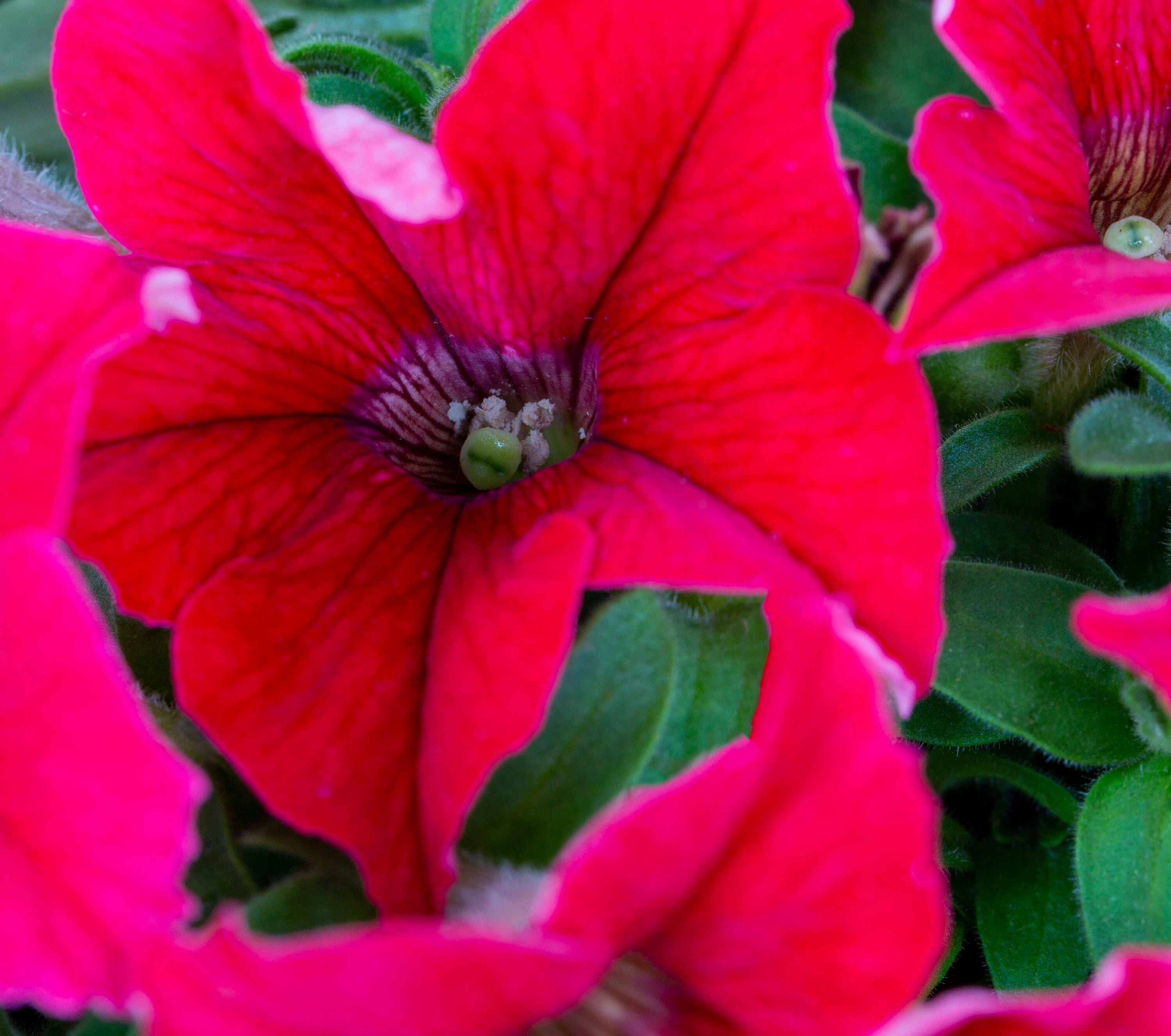 Lowe's NURSERY annuals - View #2