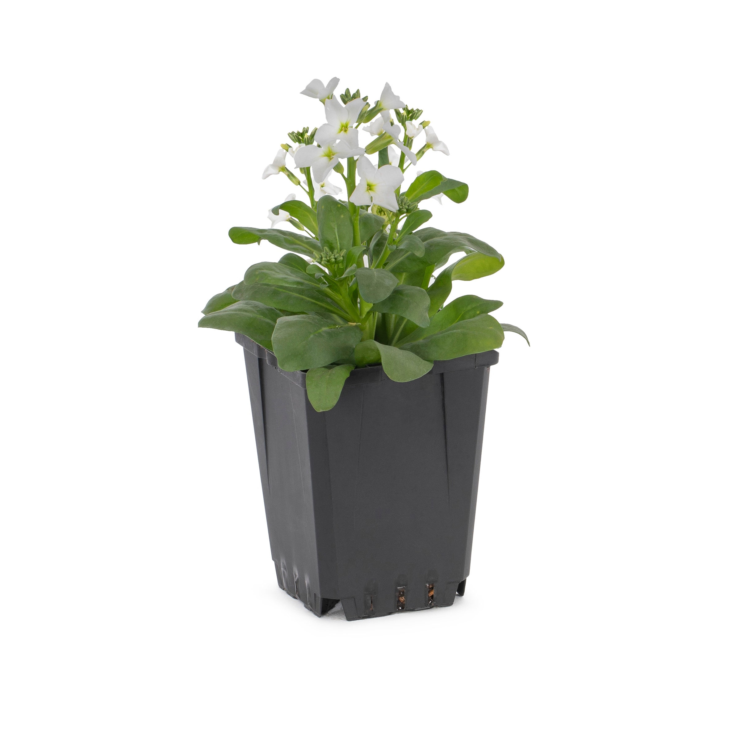 Lowe's 468378 Multicolor Stock Flower in 1 Pint Pot 1 -Pack