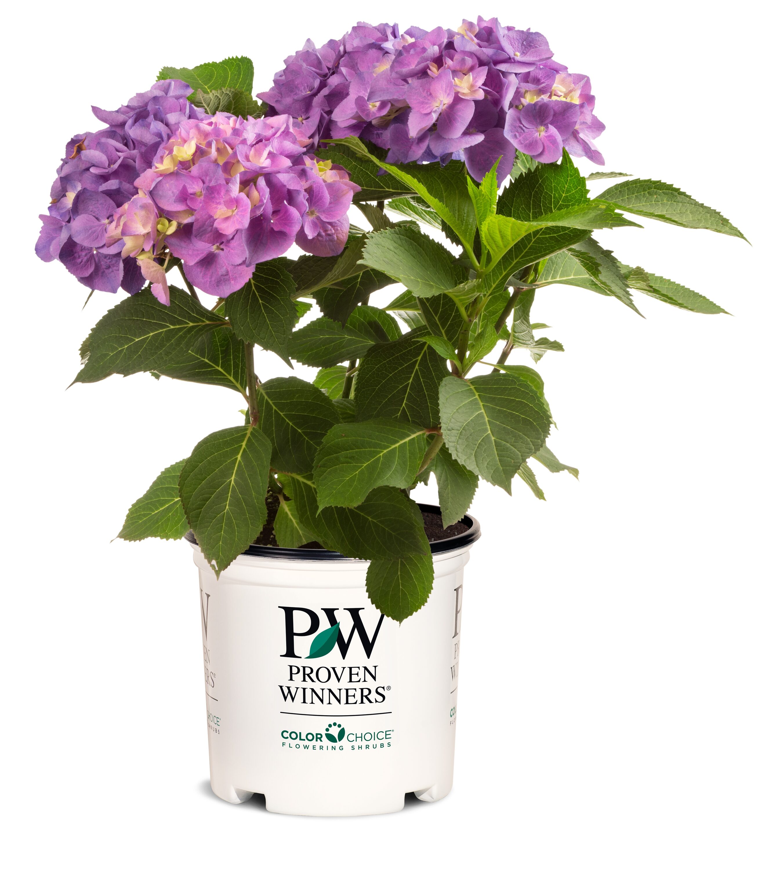 Proven Winners Multicolor Flowering Shrub in 1-Quart Pot in the 