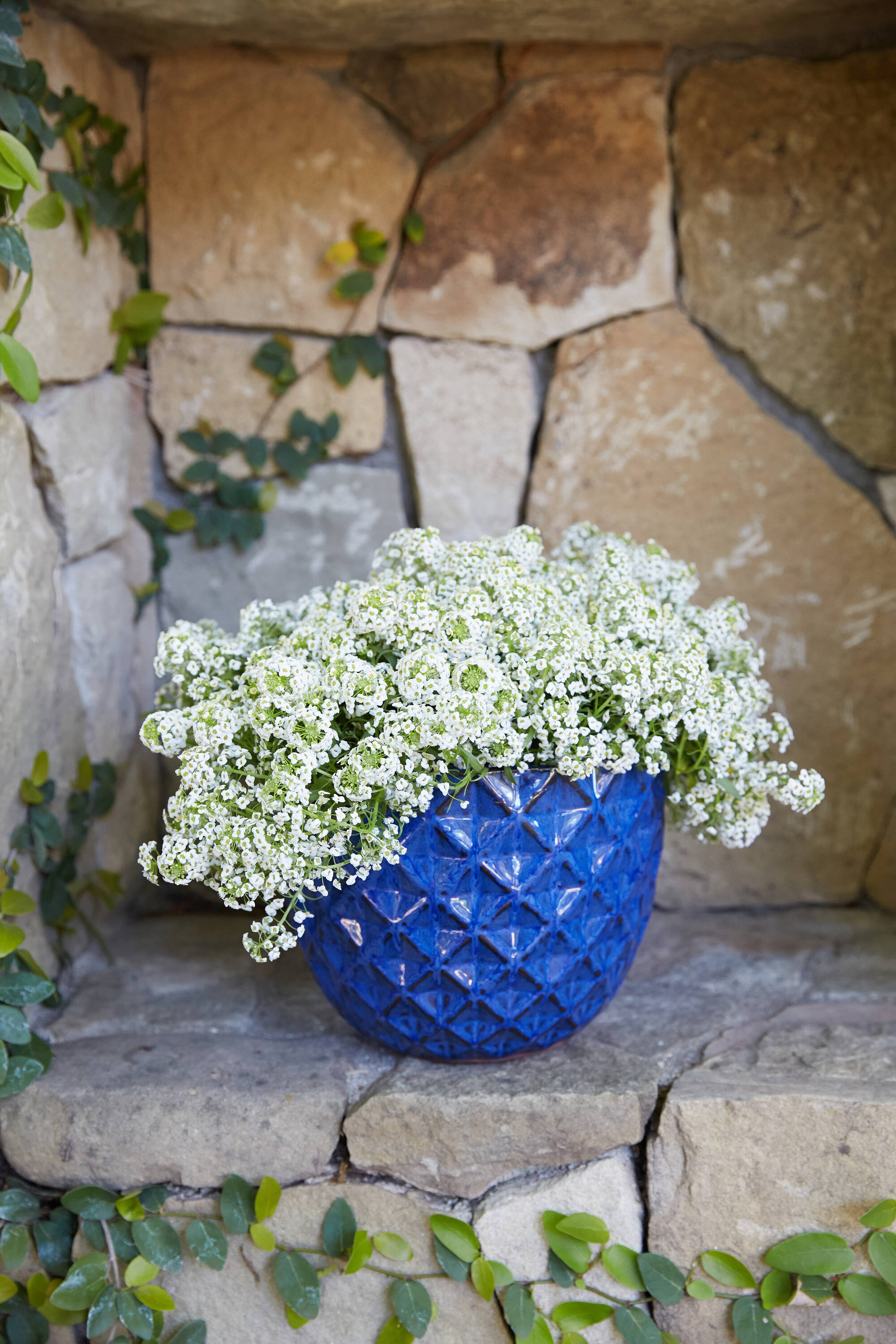 Monrovia 79173 annuals - View #3