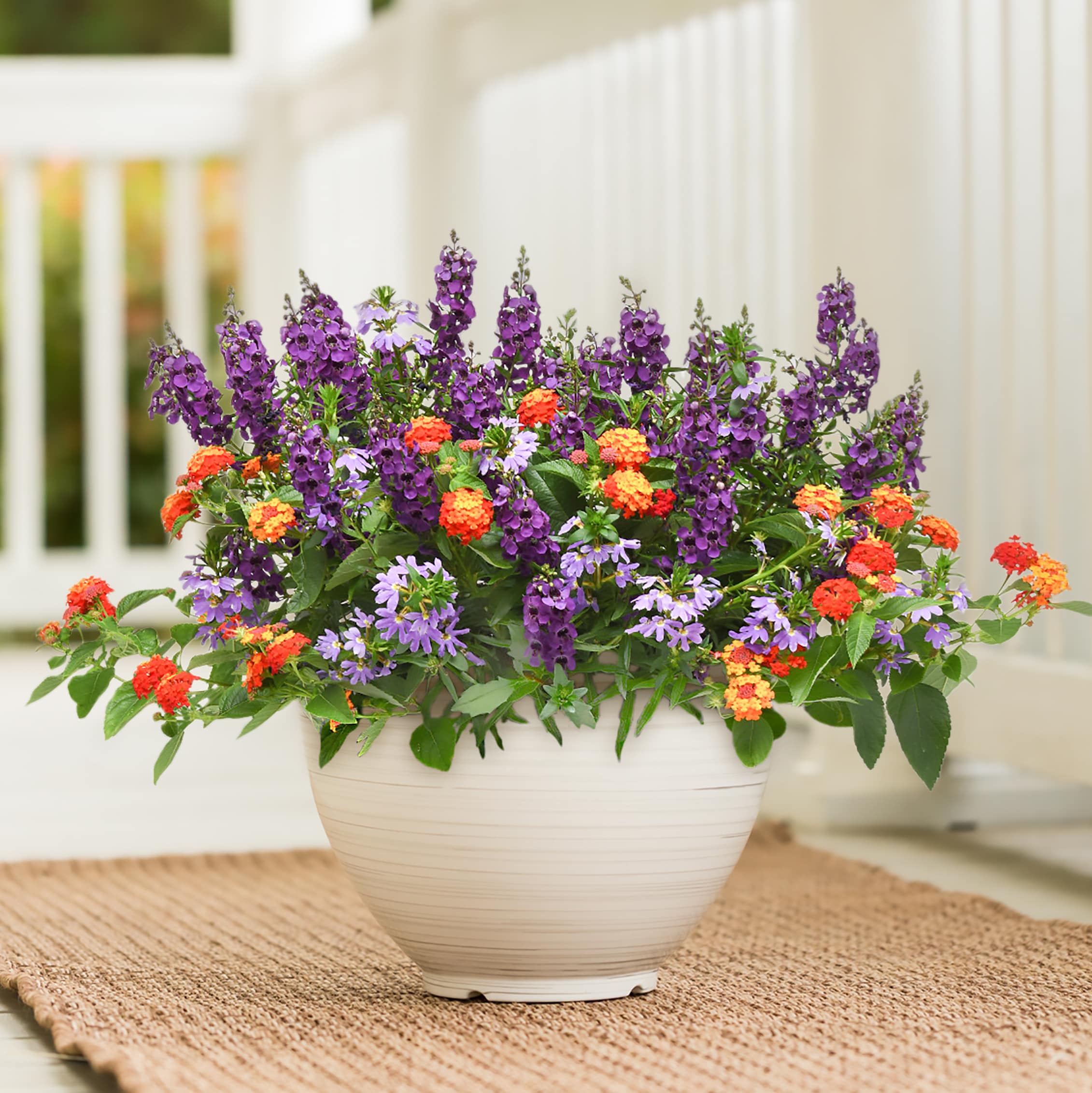 Lowe's NURSERY annuals - View #3