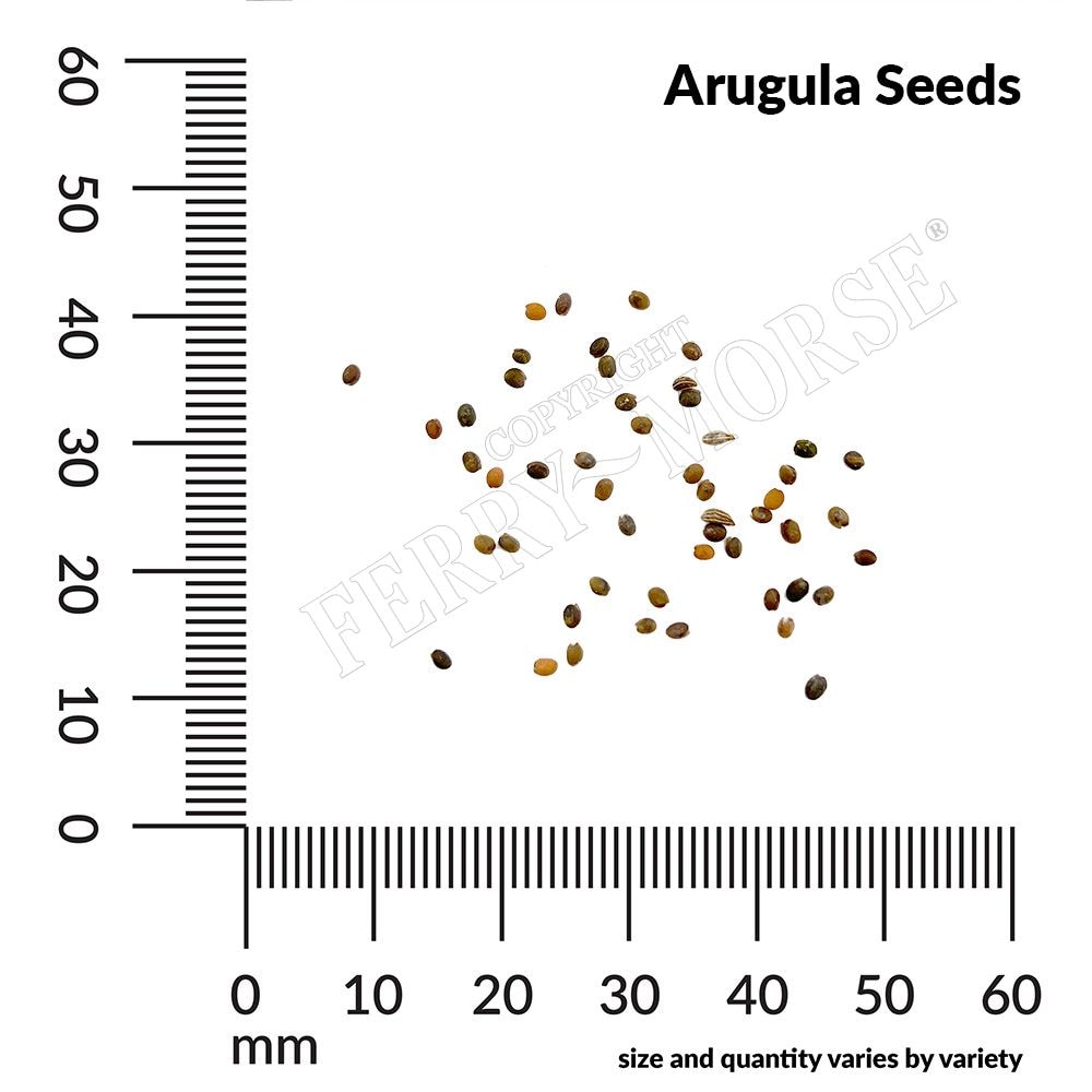Ferry-Morse LC25.1390 Vegetable-Herb-Seeds - View #2