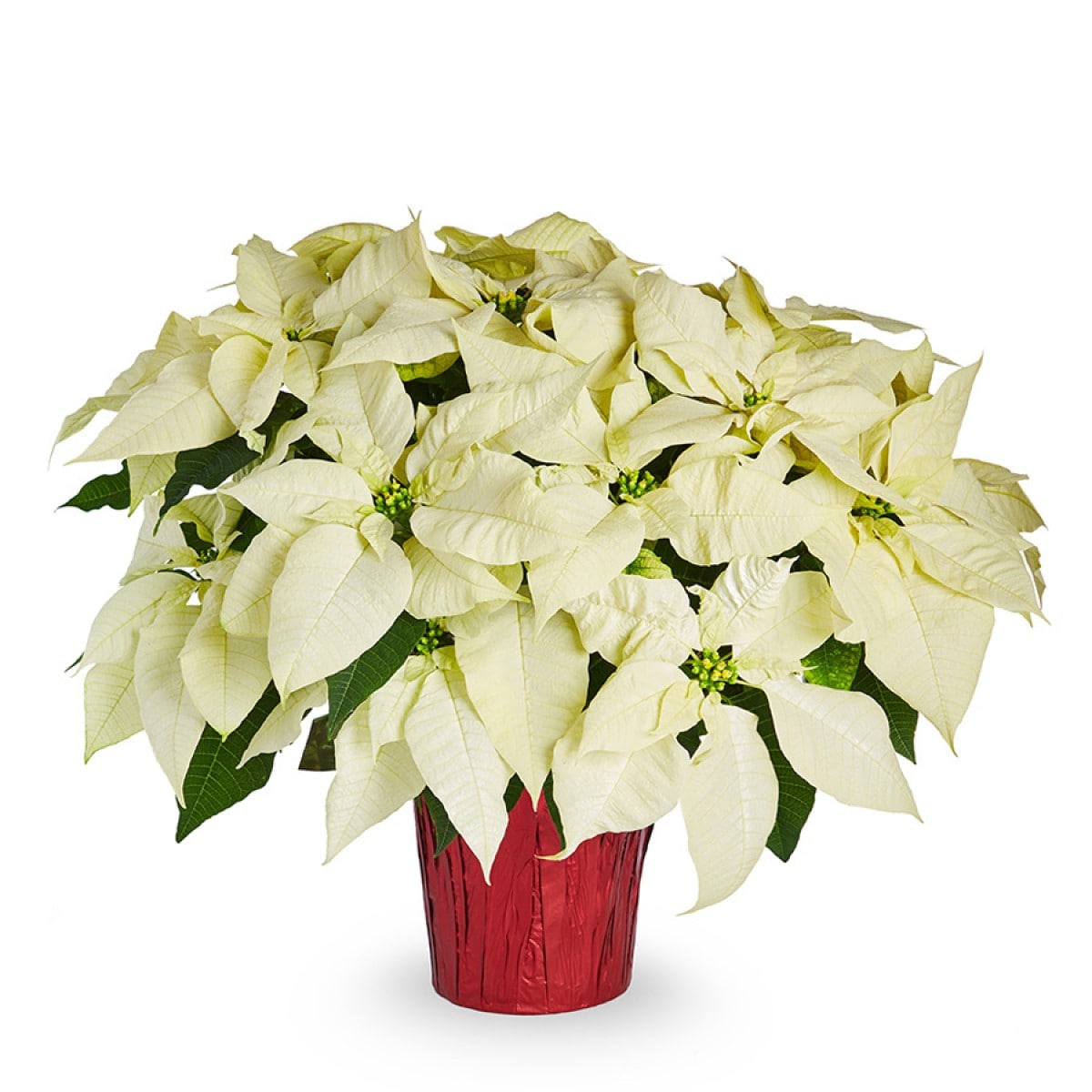  NURSERY 3.5 -Quart Fresh Christmas Potted Poinsettia