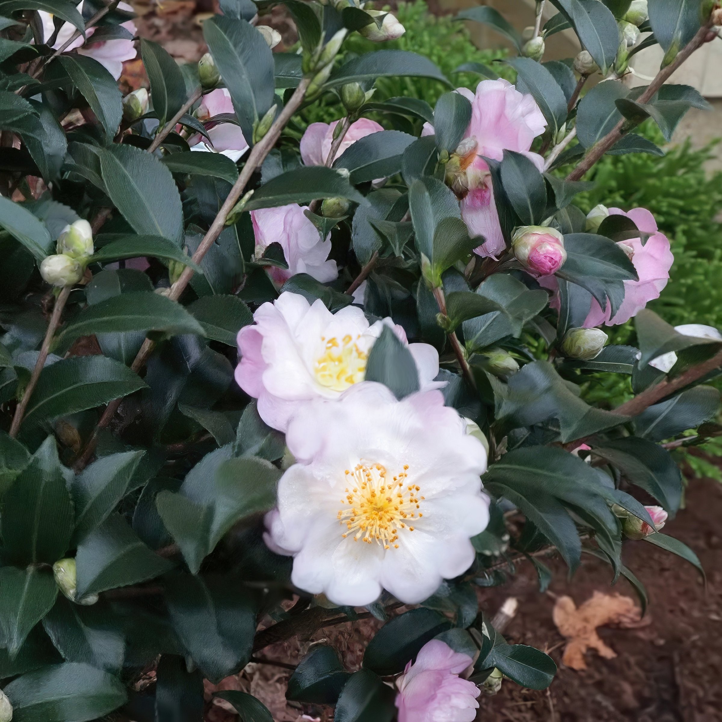 National Plant Network LW2825 shrubs - View #8
