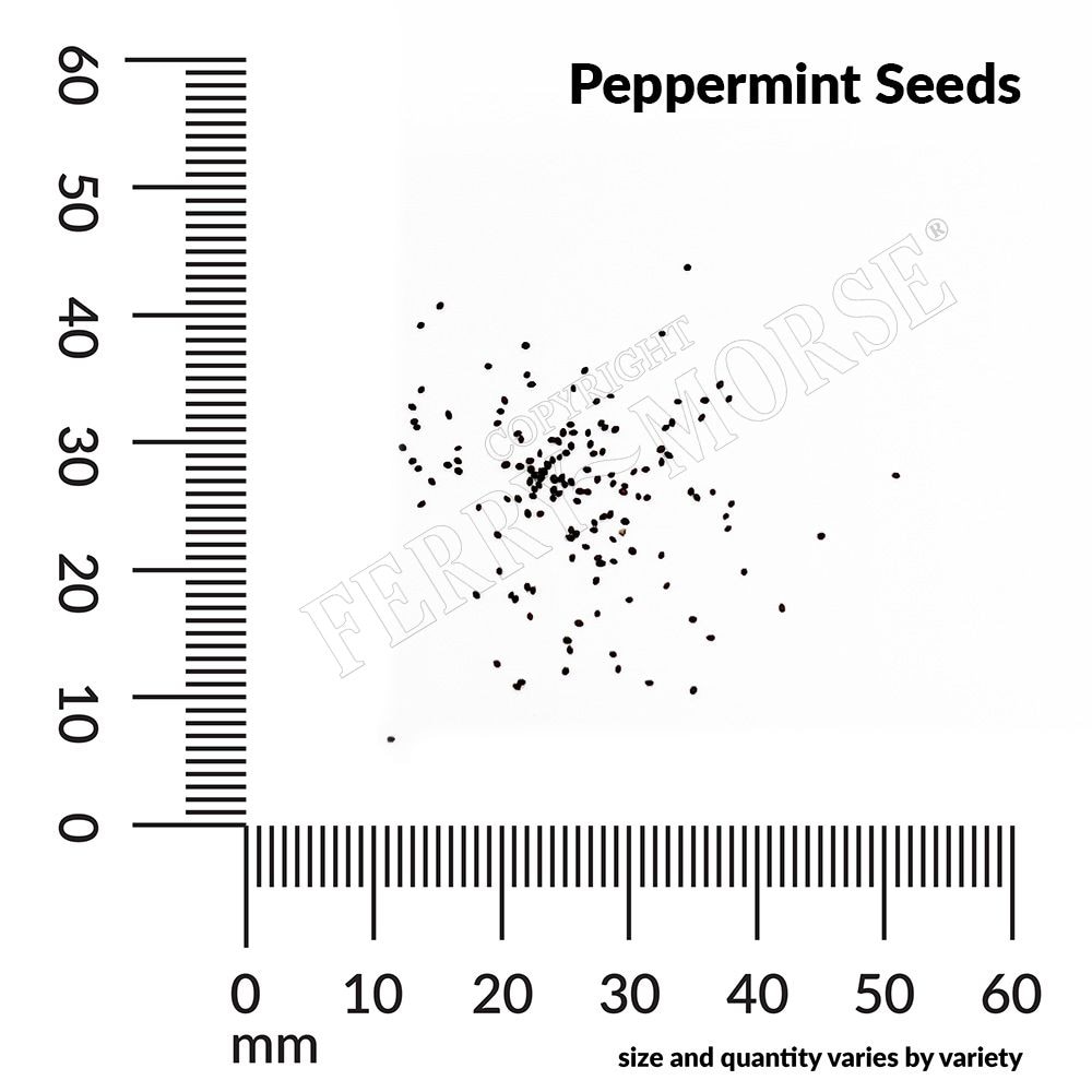 Ferry-Morse LC25.9566 Vegetable-Herb-Seeds - View #4
