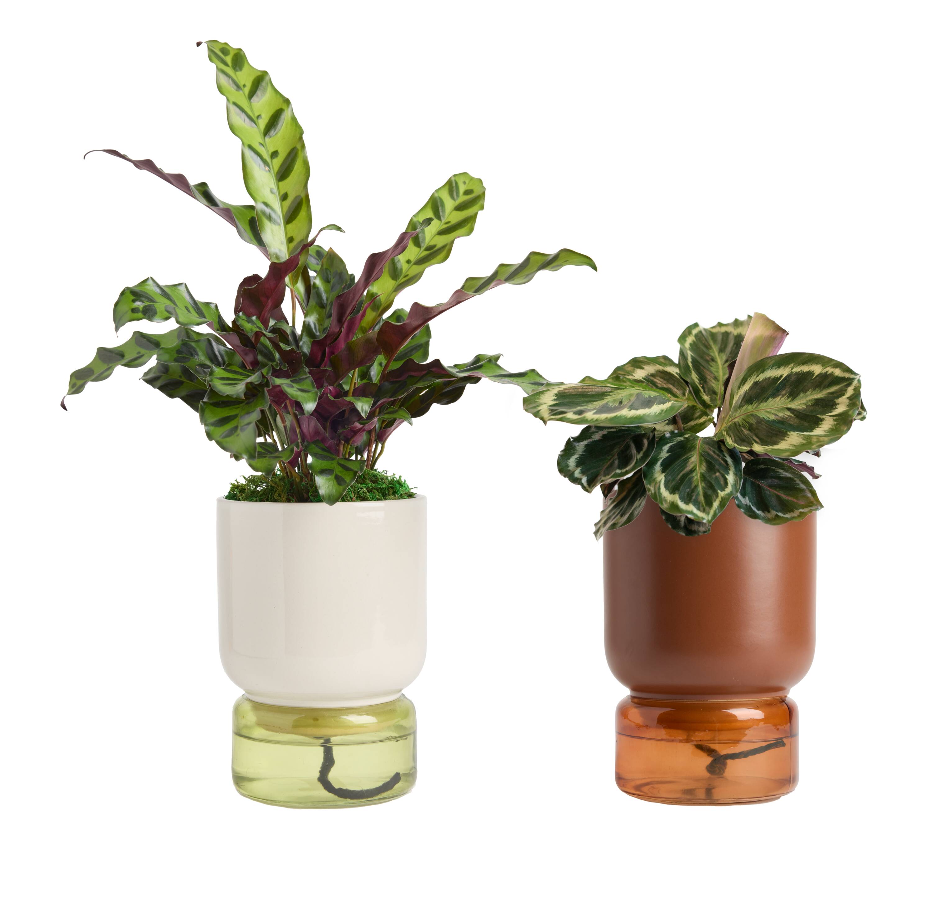 LiveTrends Untapped Ceramic Pot - Assorted Greenhouse Picks House