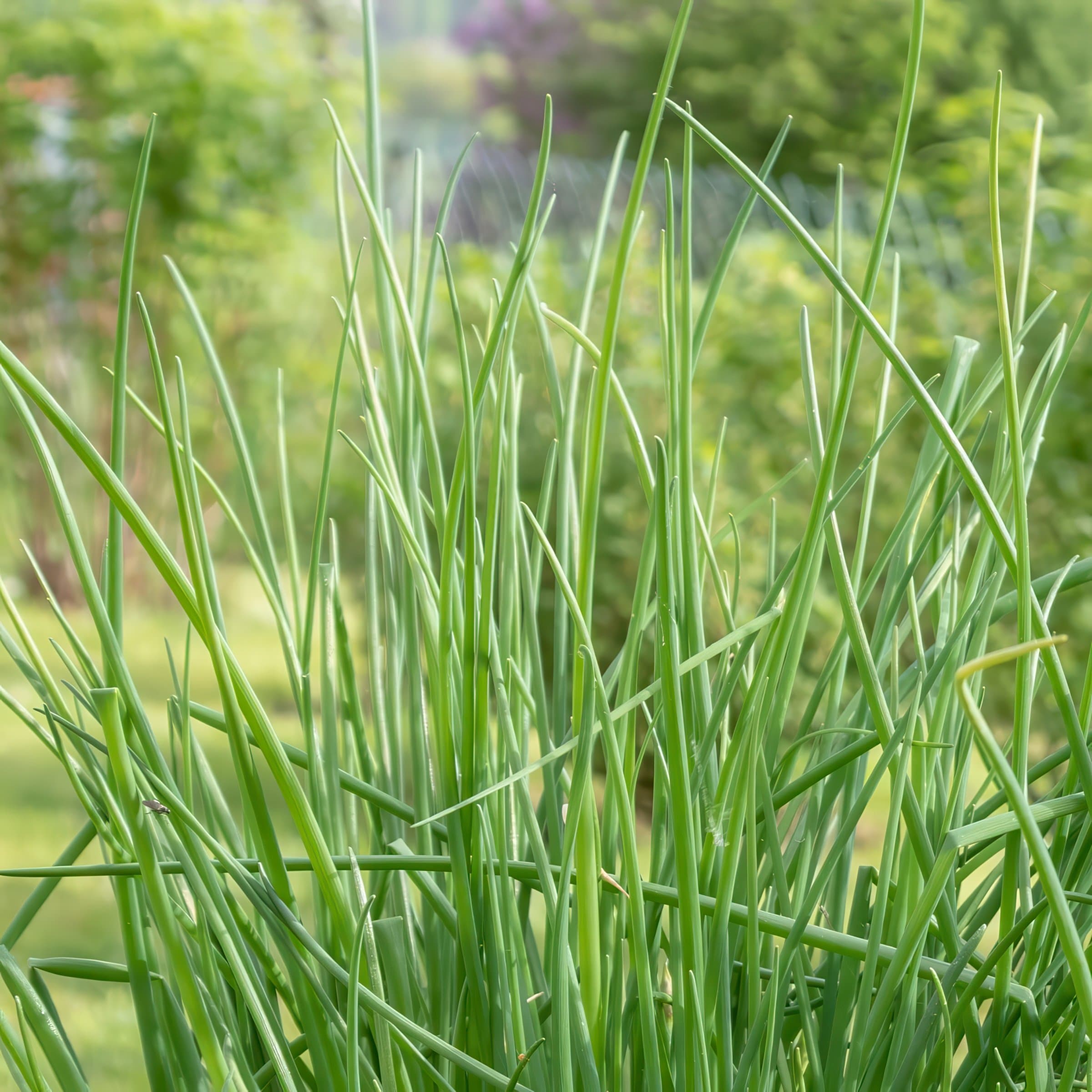National Plant Network LW2273 Herb-Plants - View #9