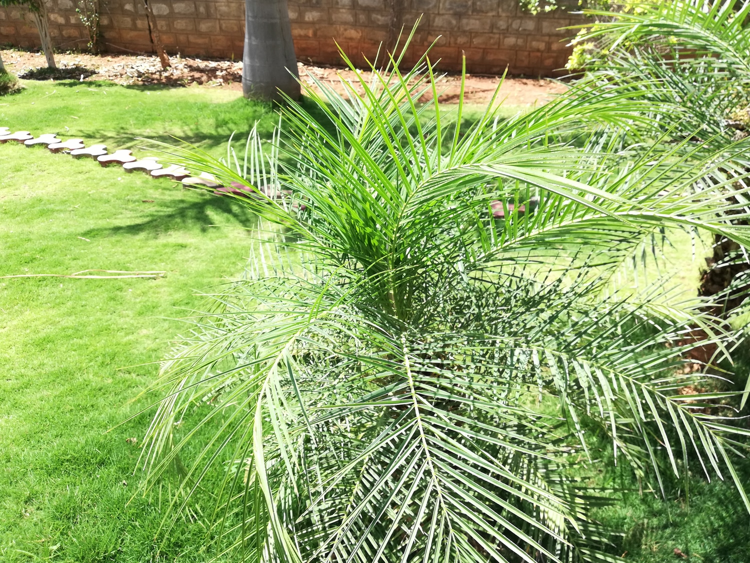 Lowe's NURSERY trees - View #3