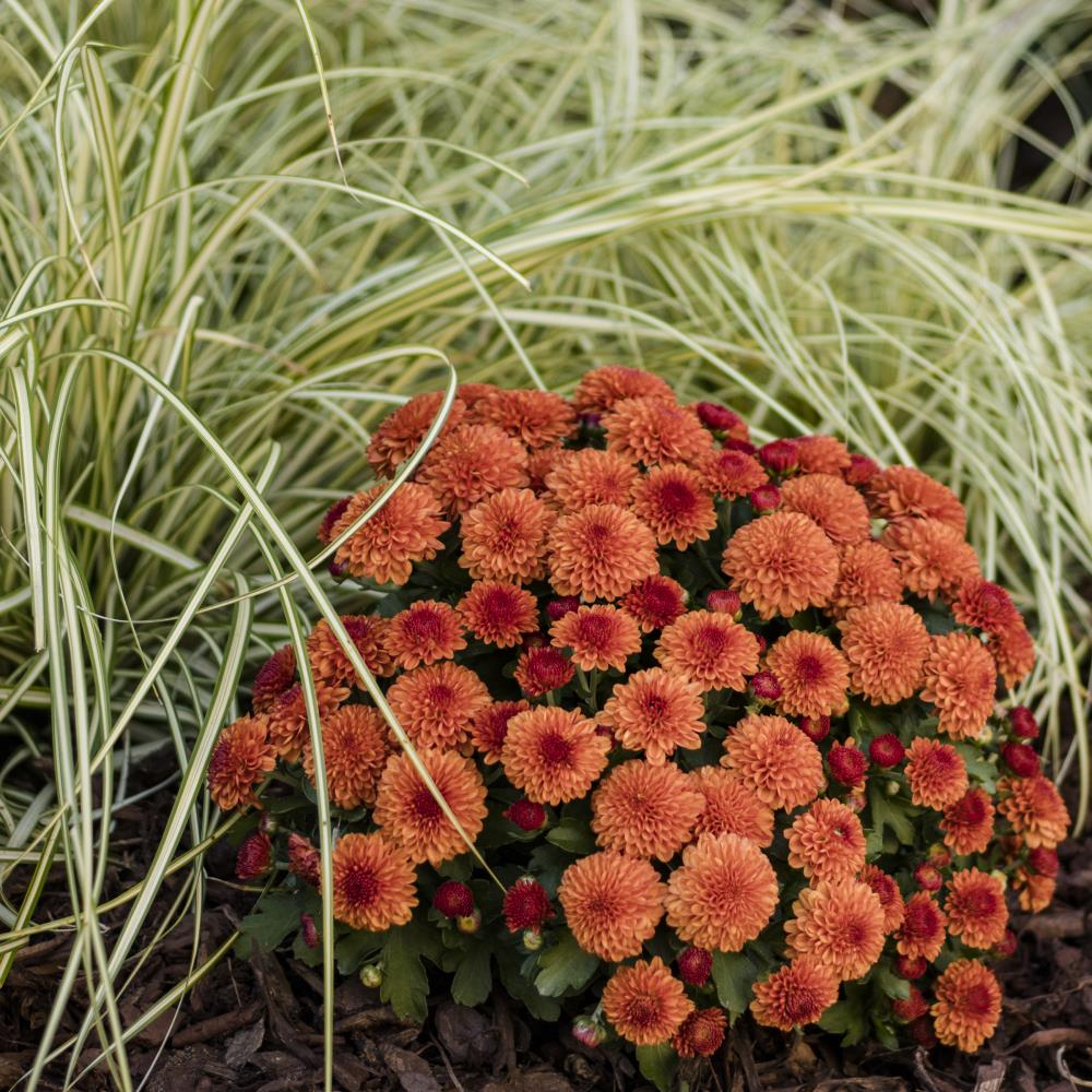 Metrolina Greenhouses 4373 annuals - View #5