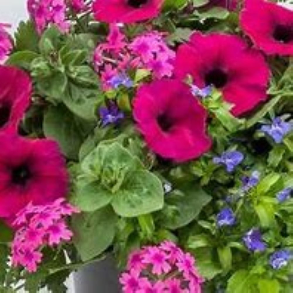Lowe's 6022758 annuals - View #3