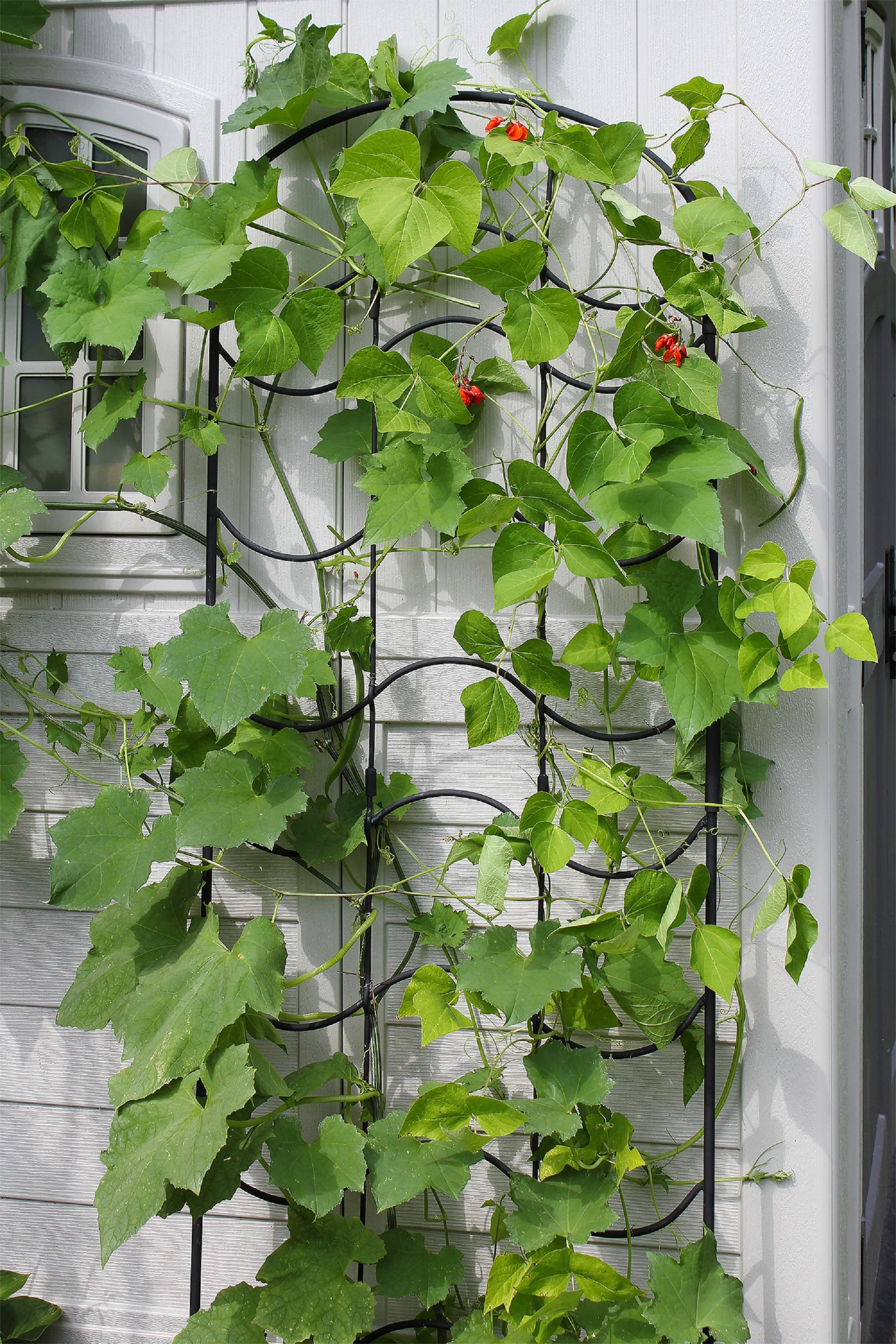 77-Inch Black Wrought Iron Wave Garden Trellis