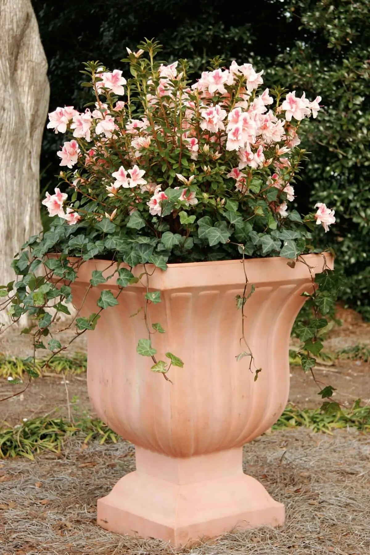 Encore Azalea 80402-2 shrubs - View #10