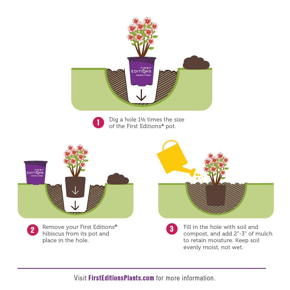 Lowe's NURSERY shrubs - View #4