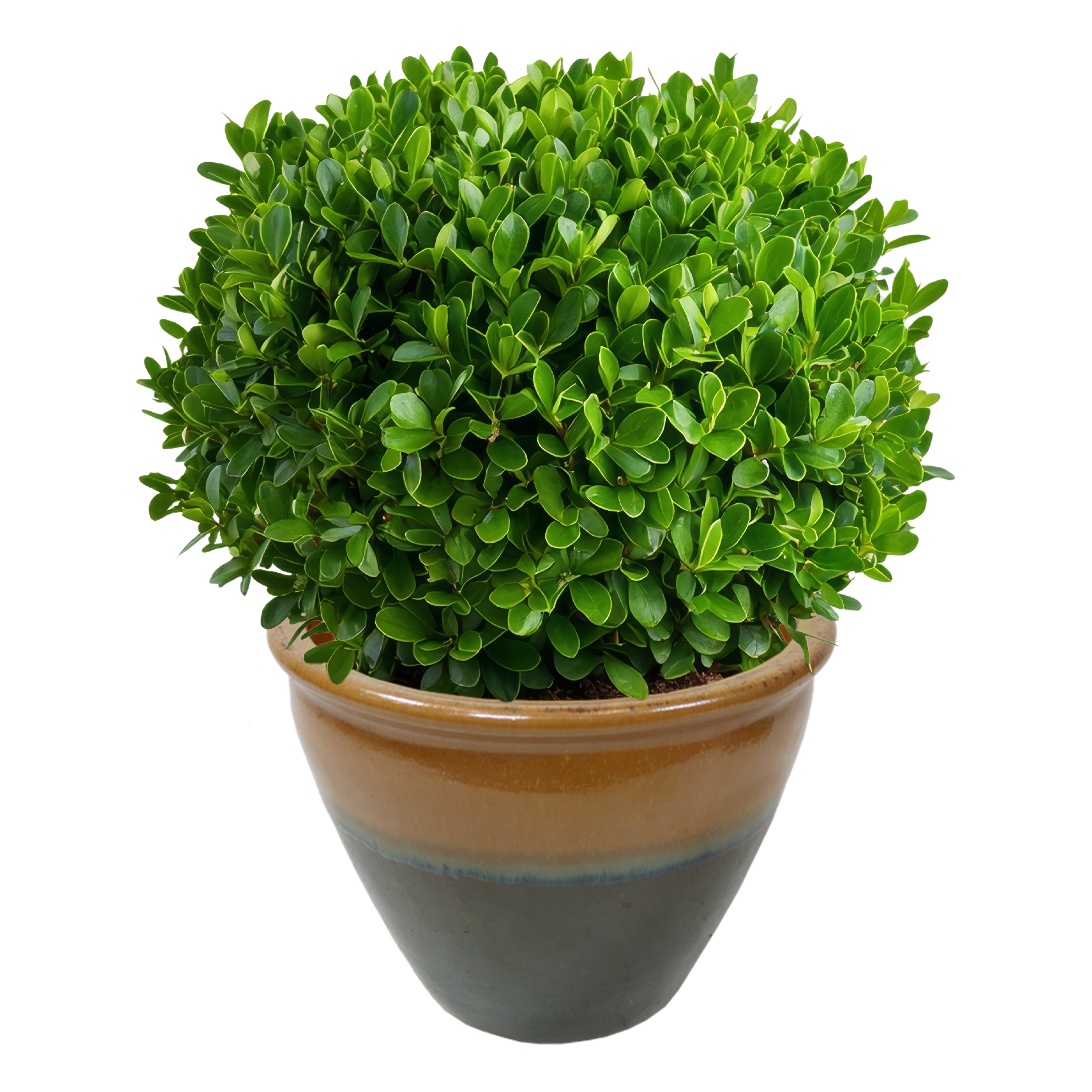 Sunnydaze Decor AP-810 Planter-Window-Box - View #11