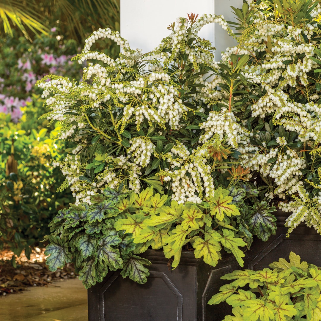 Southern Living Plant Collection 46962-2 shrubs - View #6