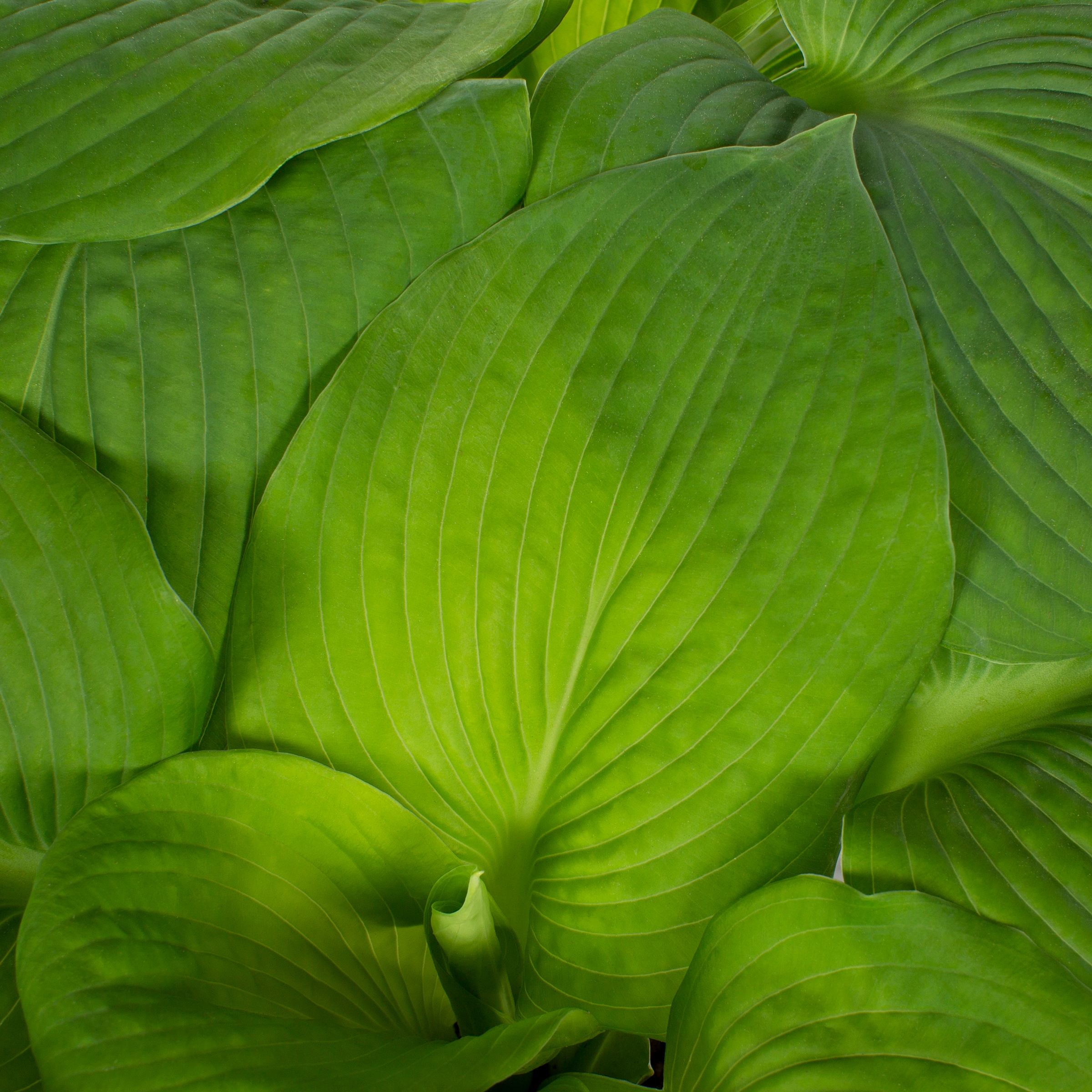 Metrolina Greenhouses 4033 perennials - View #2
