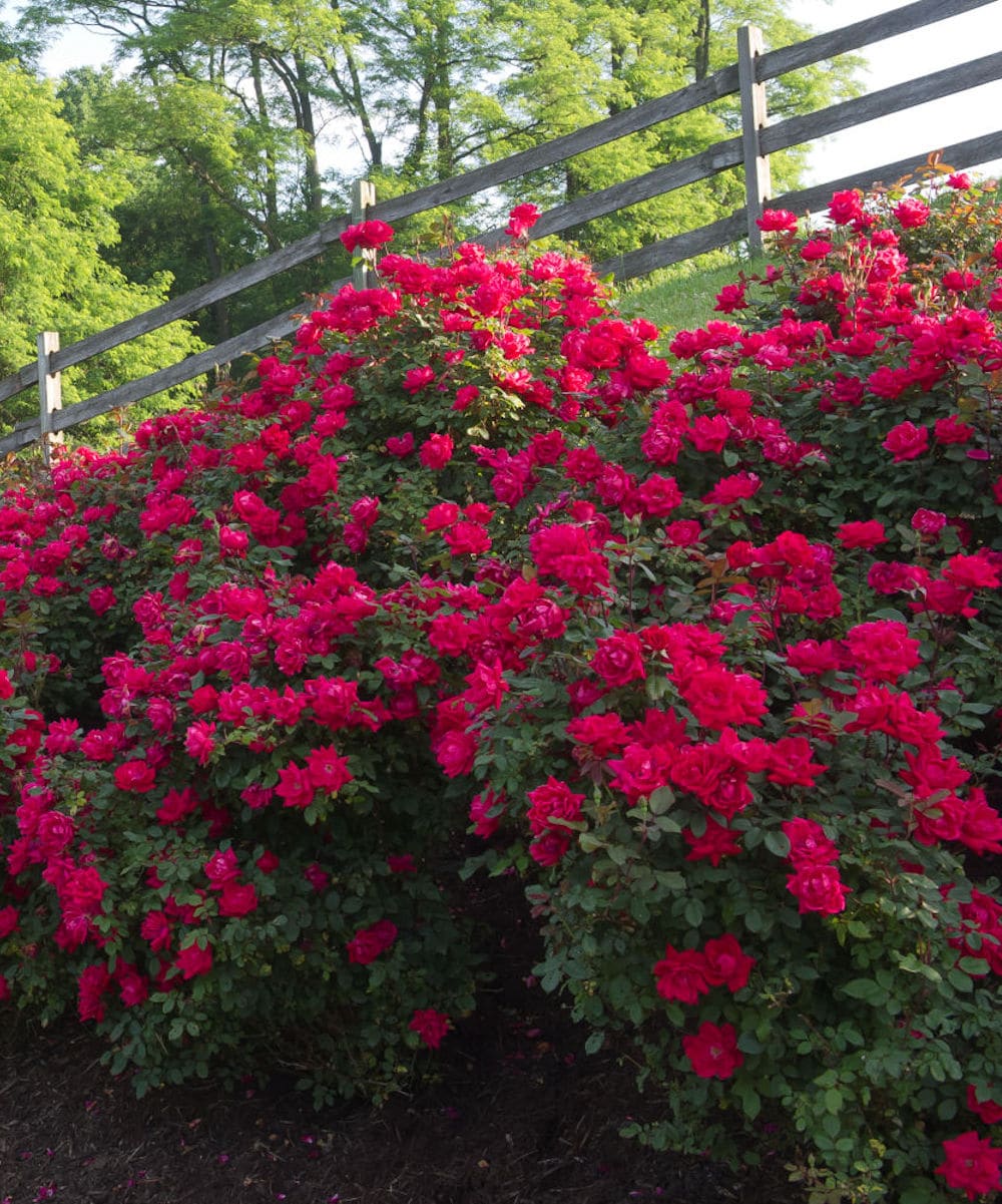 National Plant Network LW1290 roses - View #7