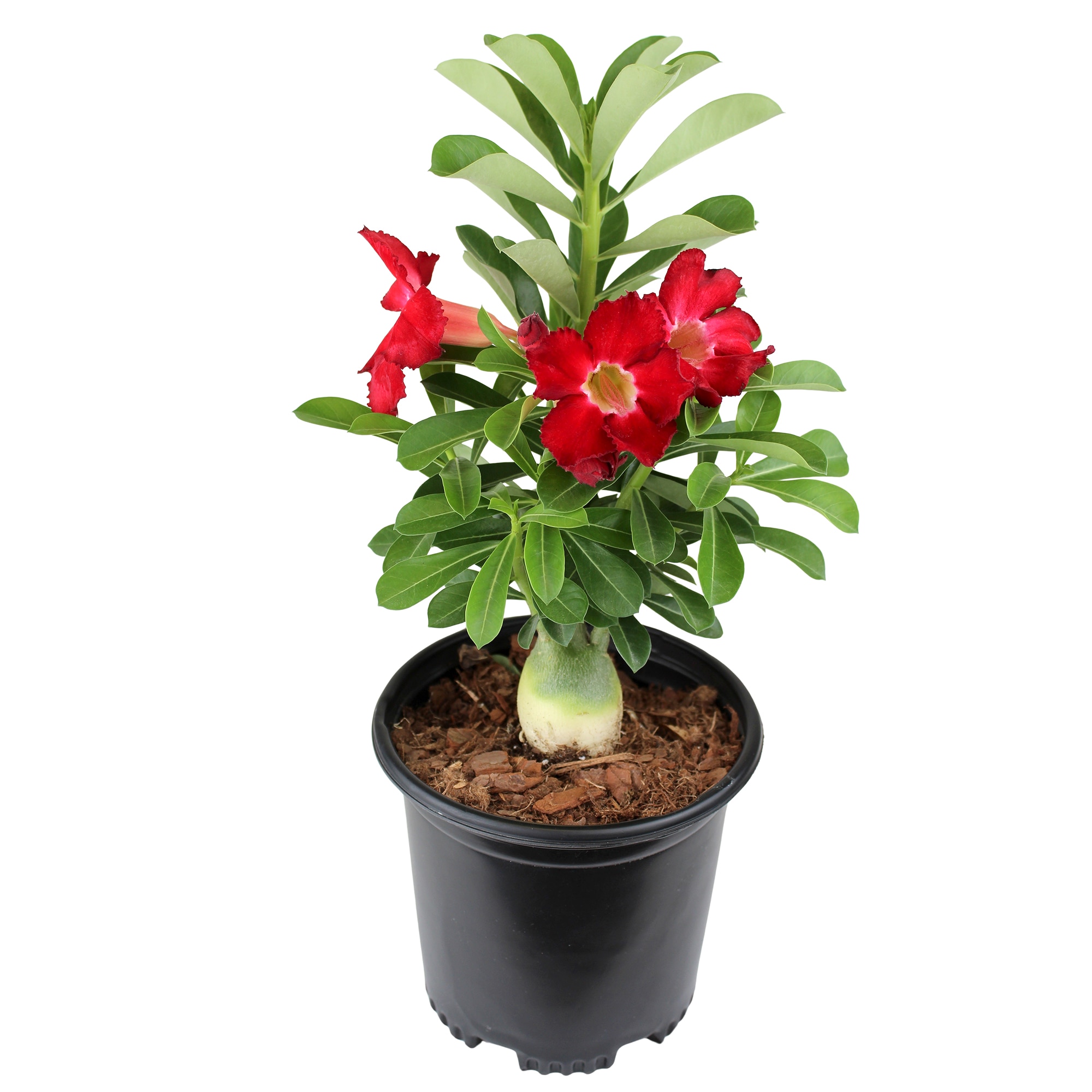 Altman Plants 0883265 1 -Pack Adenium Desert Rose in 1 -Gallon Pot