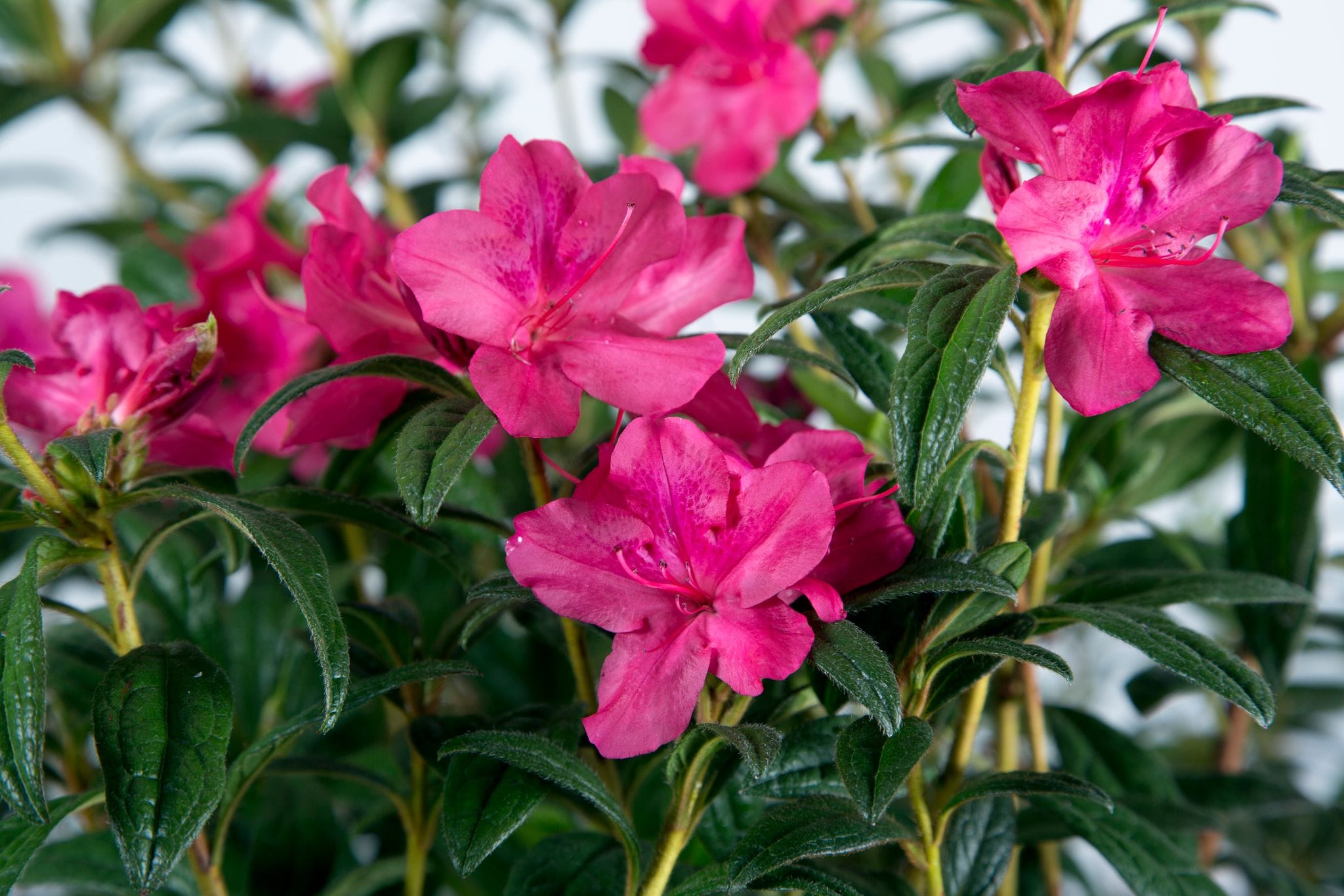 Encore Azalea Pink Autumn Jewel Azalea Flowering Shrub in 1-Gallon Pot ...