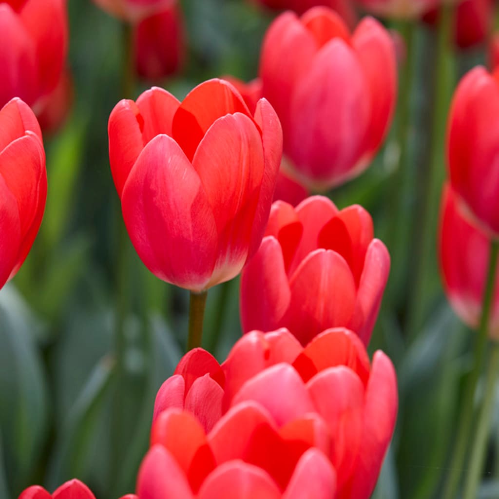 Van Zyverden 87020 Plant-Bulbs - View #2