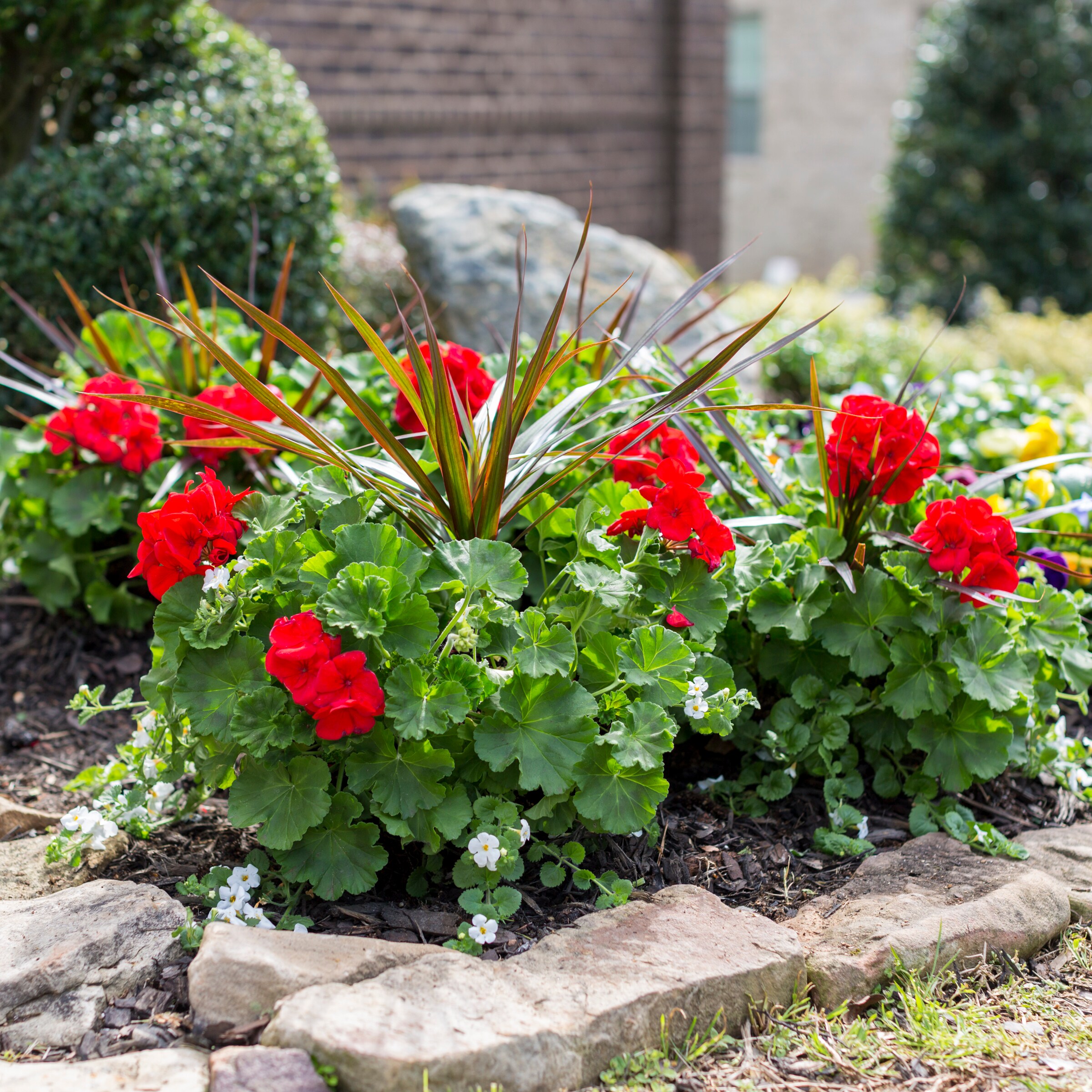 Ready Refill 824831 annuals - View #4